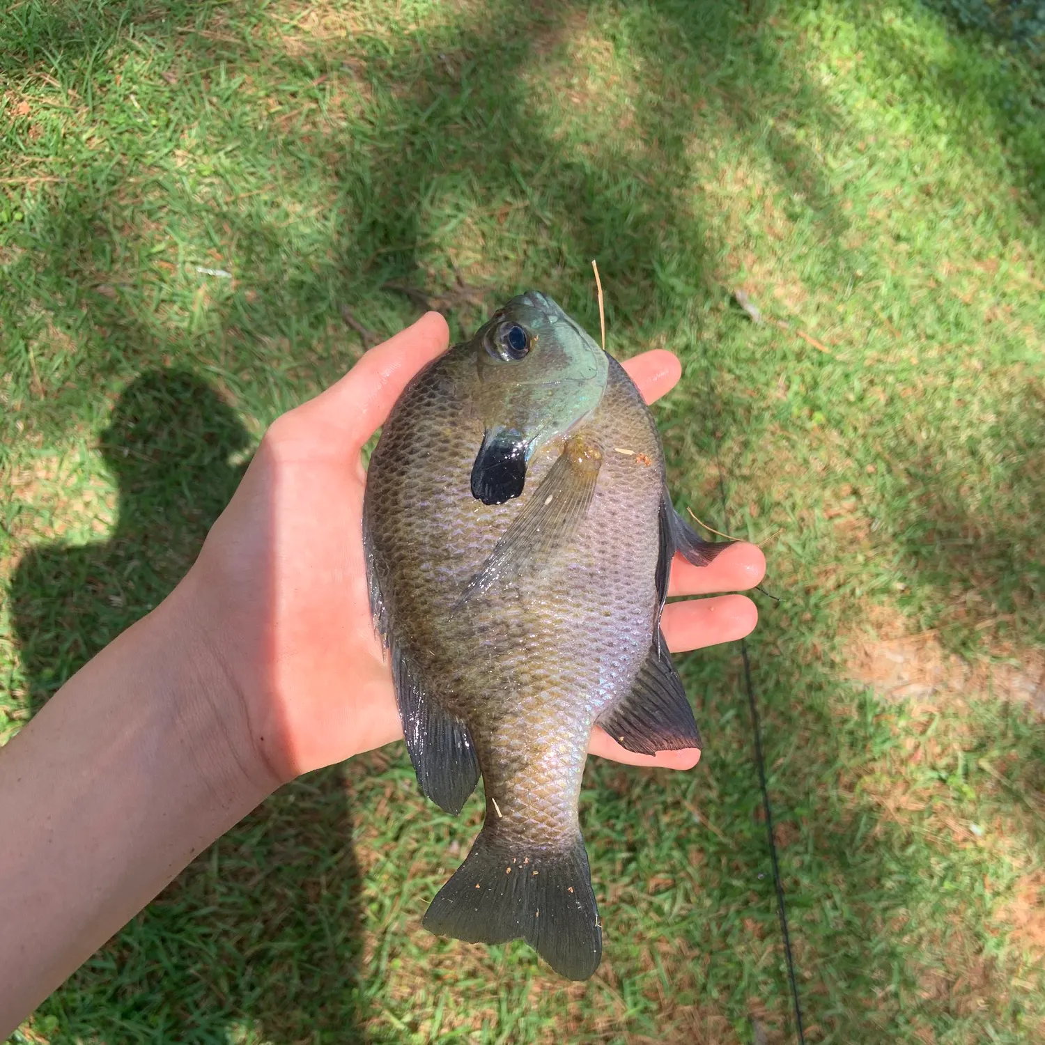 The most recent Coppernose bluegill catches on Fishbrain
