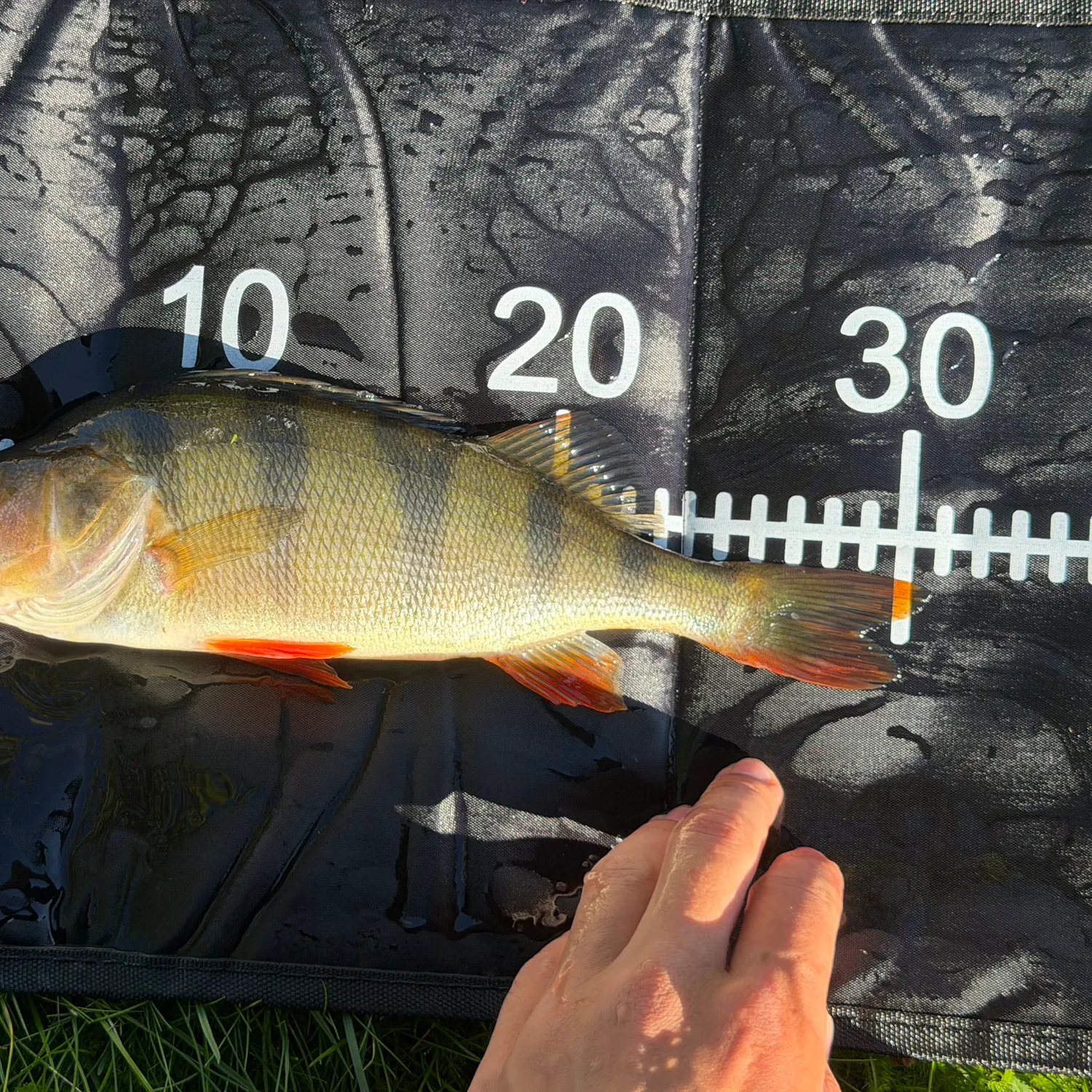 European perch caught on Fishbrain