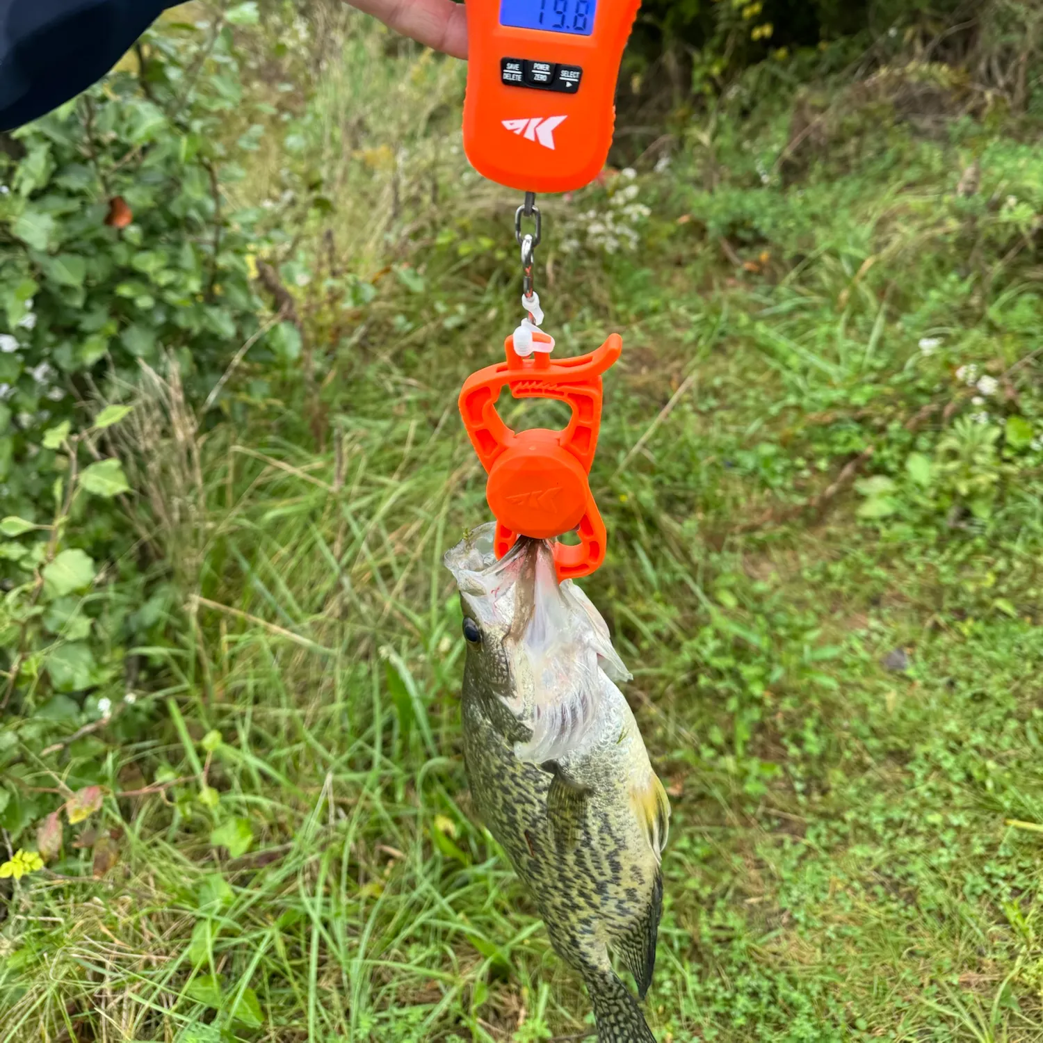 Fish caught on Fishbrain