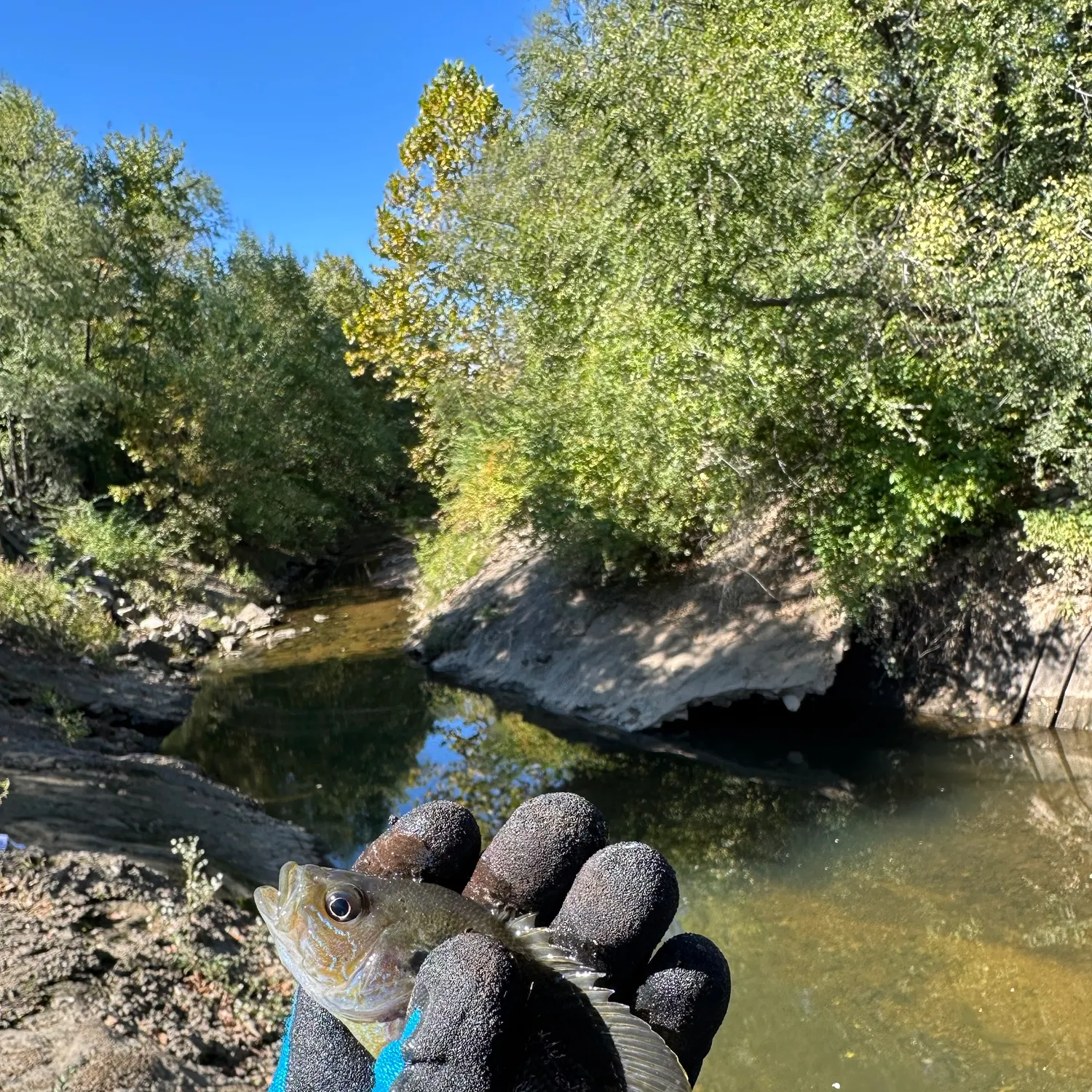 Bluegill caught on Fishbrain