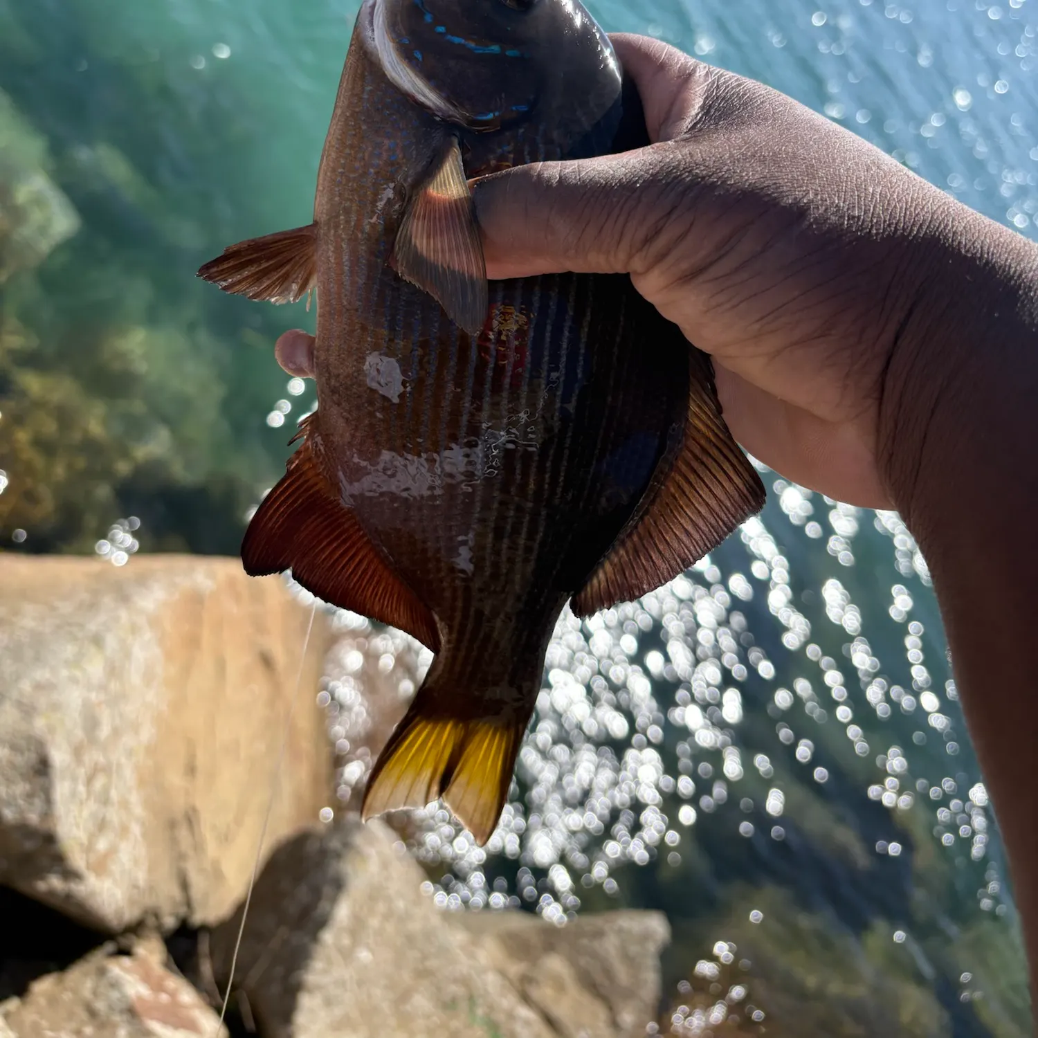Striped seaperch caught on Fishbrain