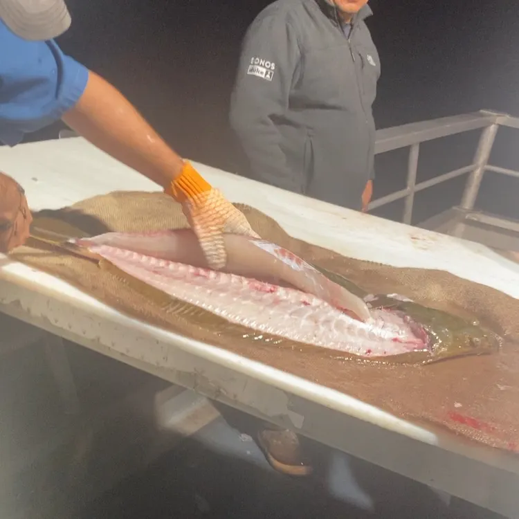 The most recent Pacific halibut catches on Fishbrain