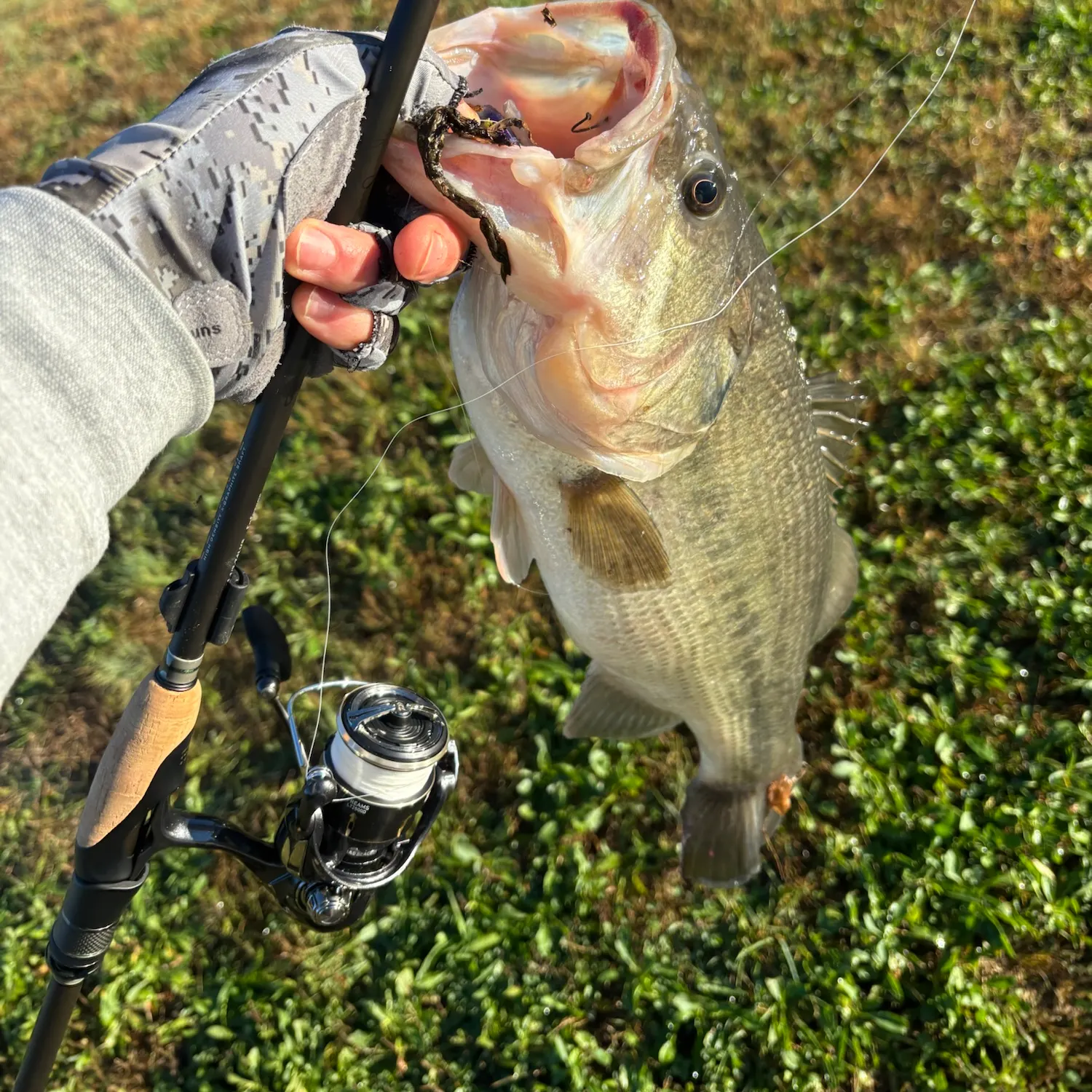Largemouth bass caught on Fishbrain