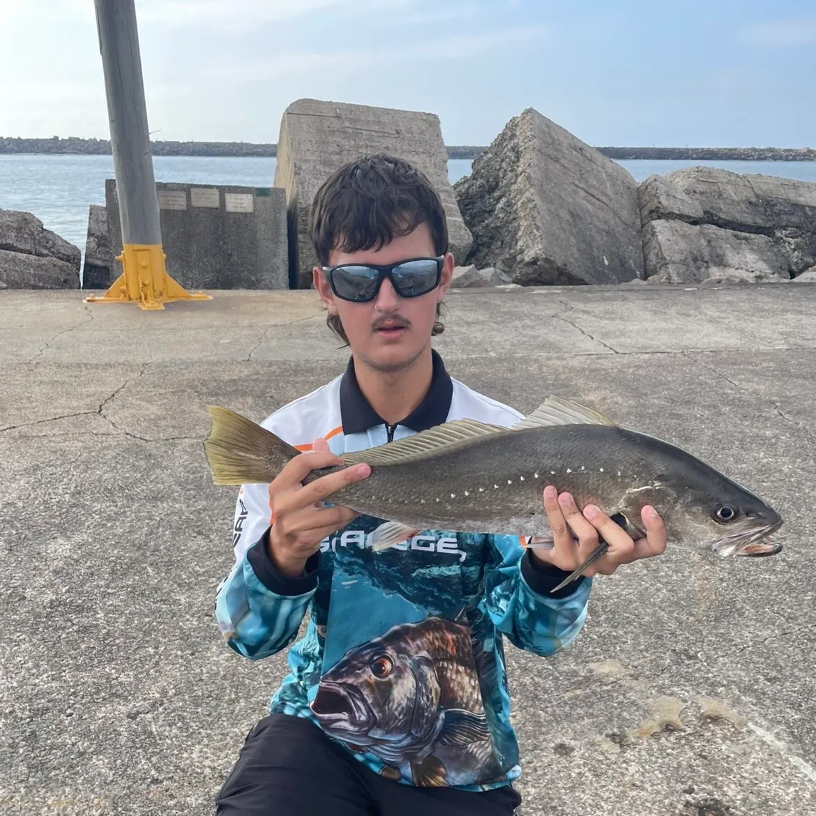 The most recent Japanese meagre catches on Fishbrain