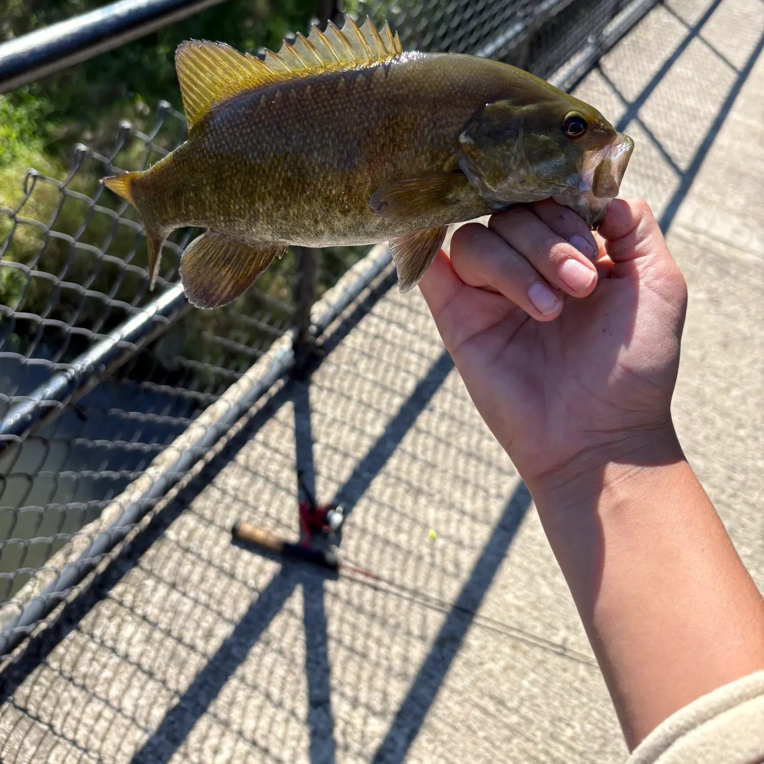 Smallmouth bass caught on Fishbrain