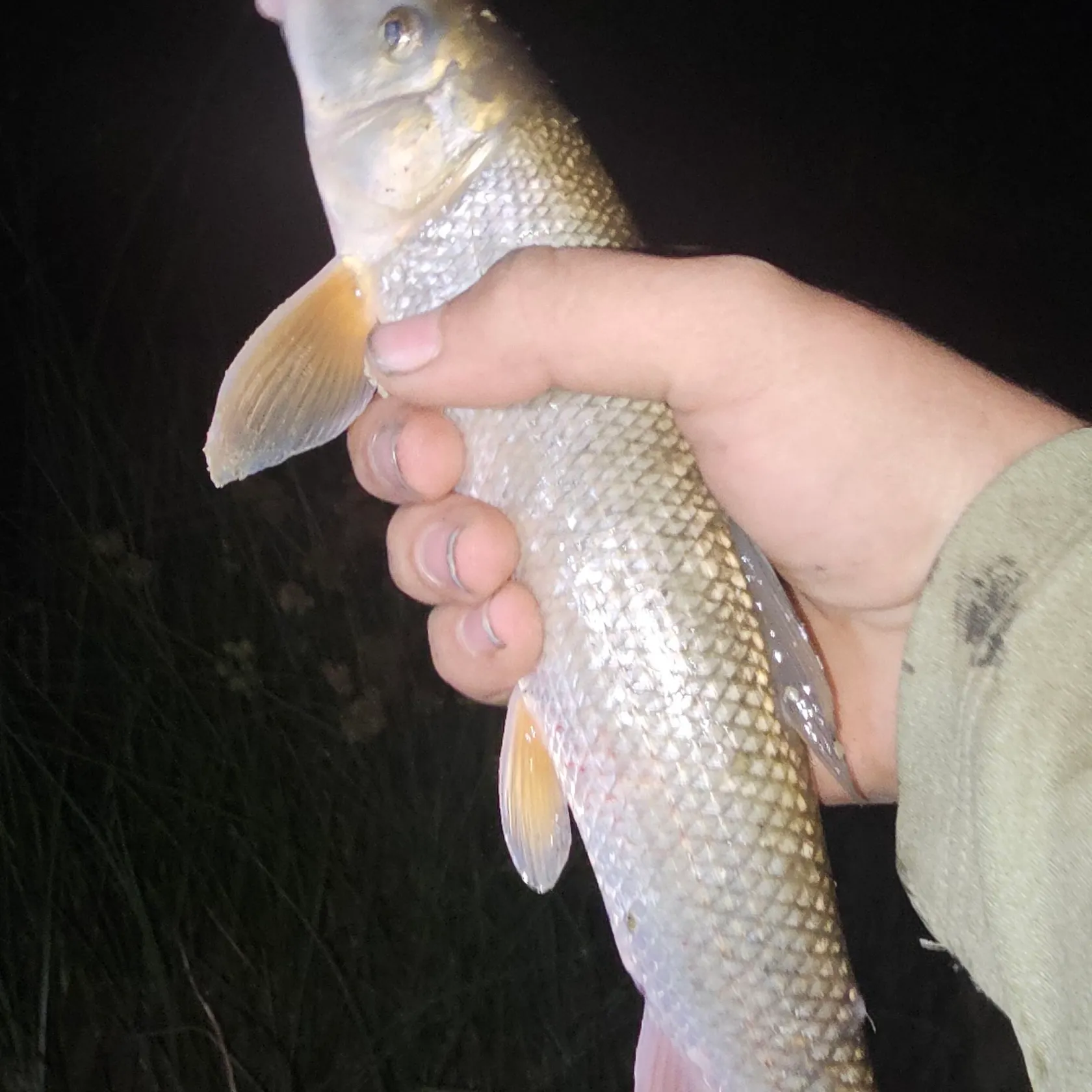 The most recent Spotted sucker catches on Fishbrain