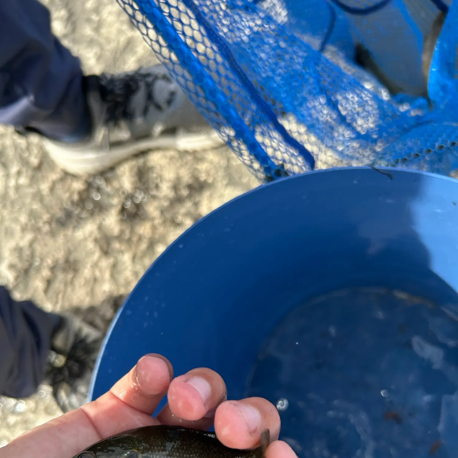 Green sunfish caught on Fishbrain