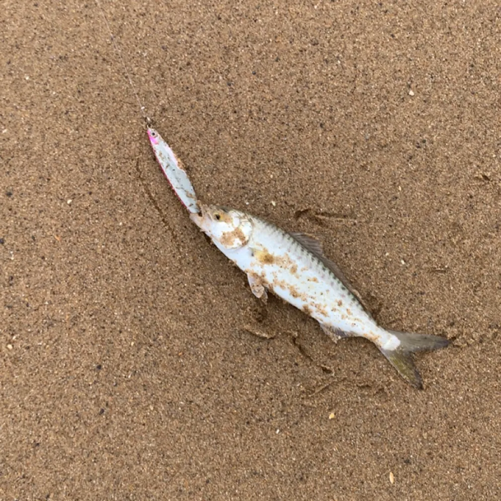Eastern Australian salmon caught on Fishbrain