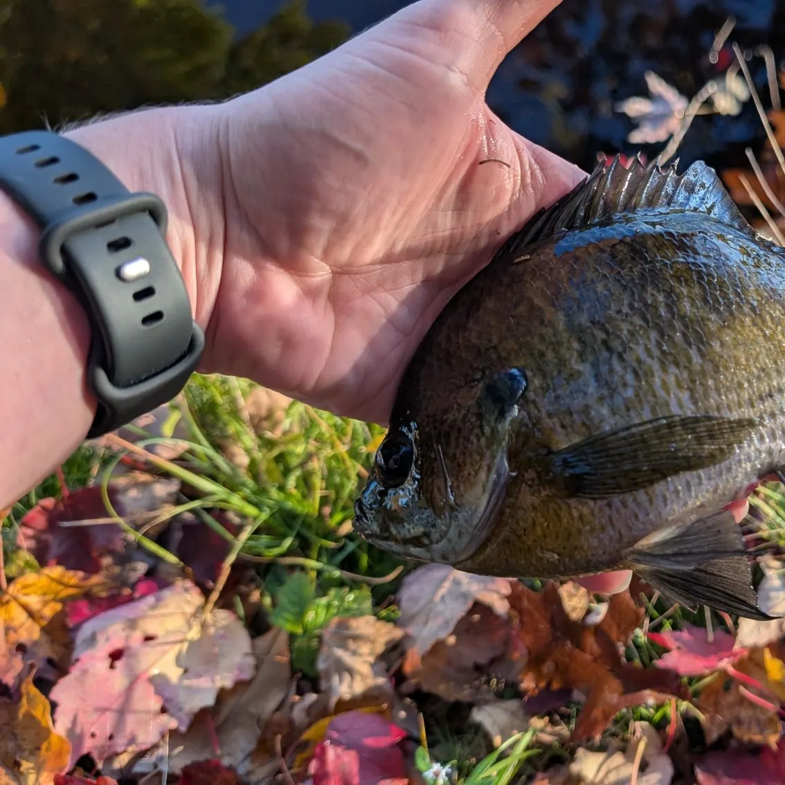 Bluegill caught on Fishbrain
