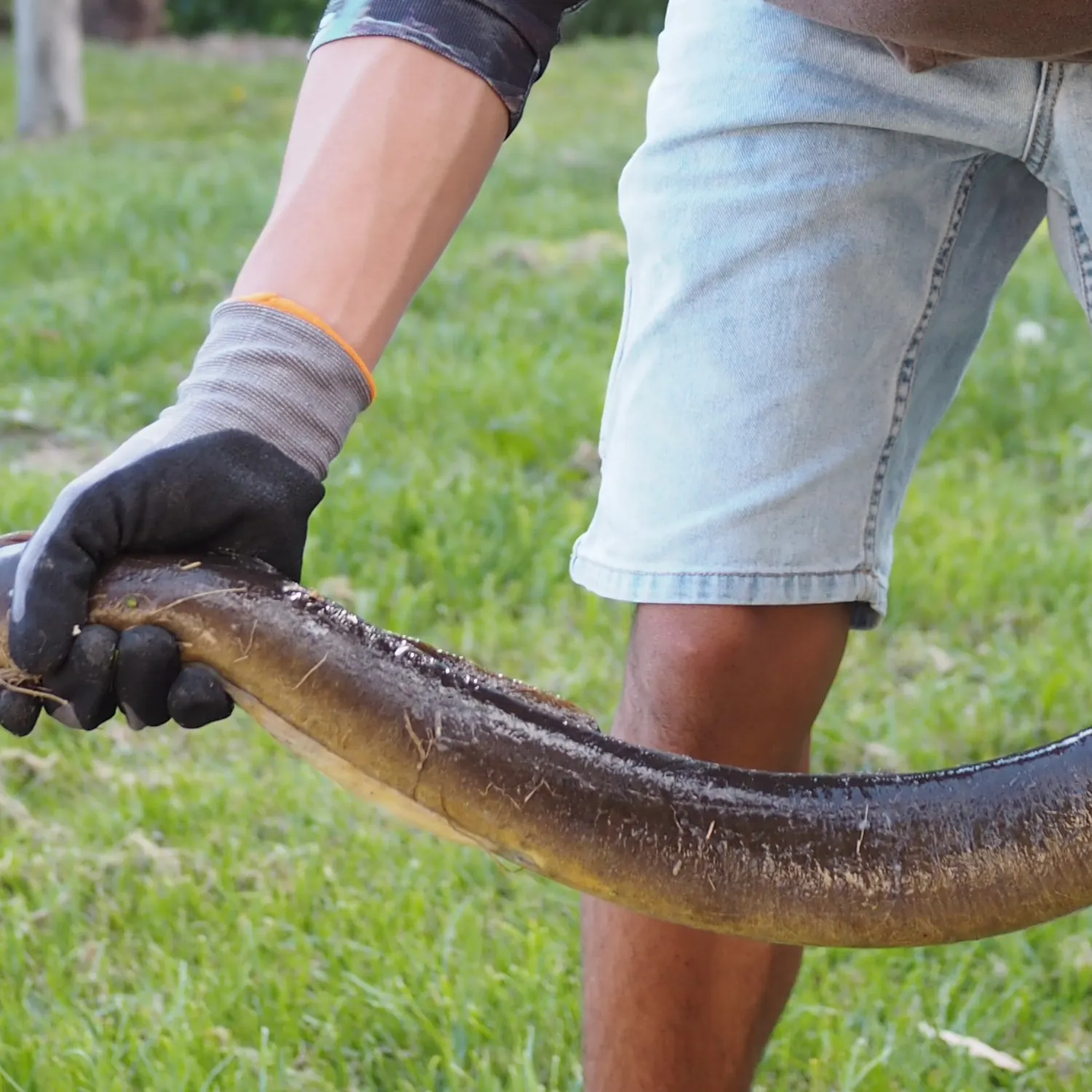 Shortfin eel caught on Fishbrain
