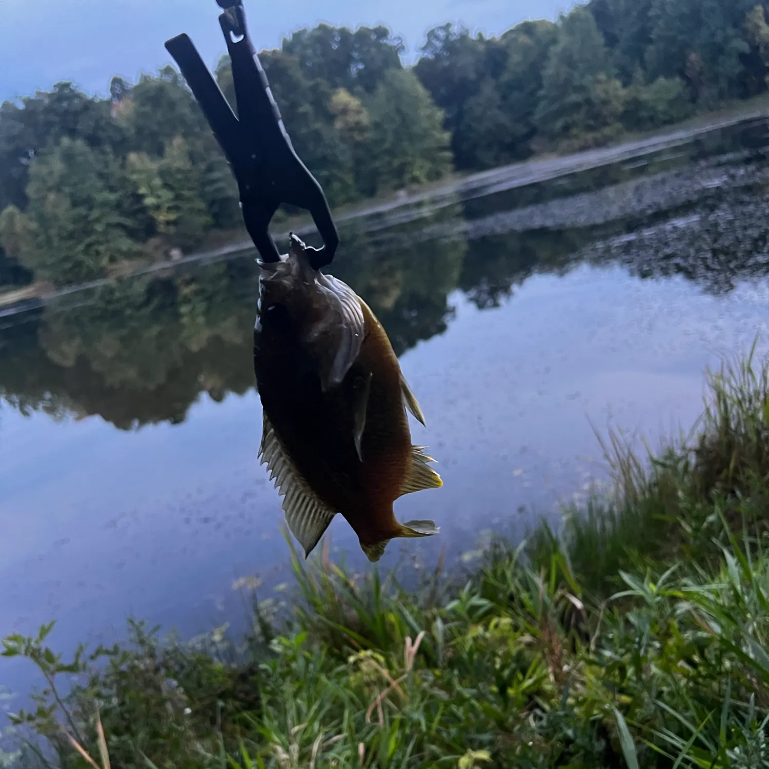 Bluegill caught on Fishbrain