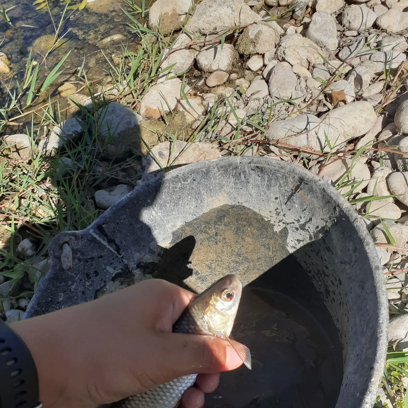 European chub caught on Fishbrain