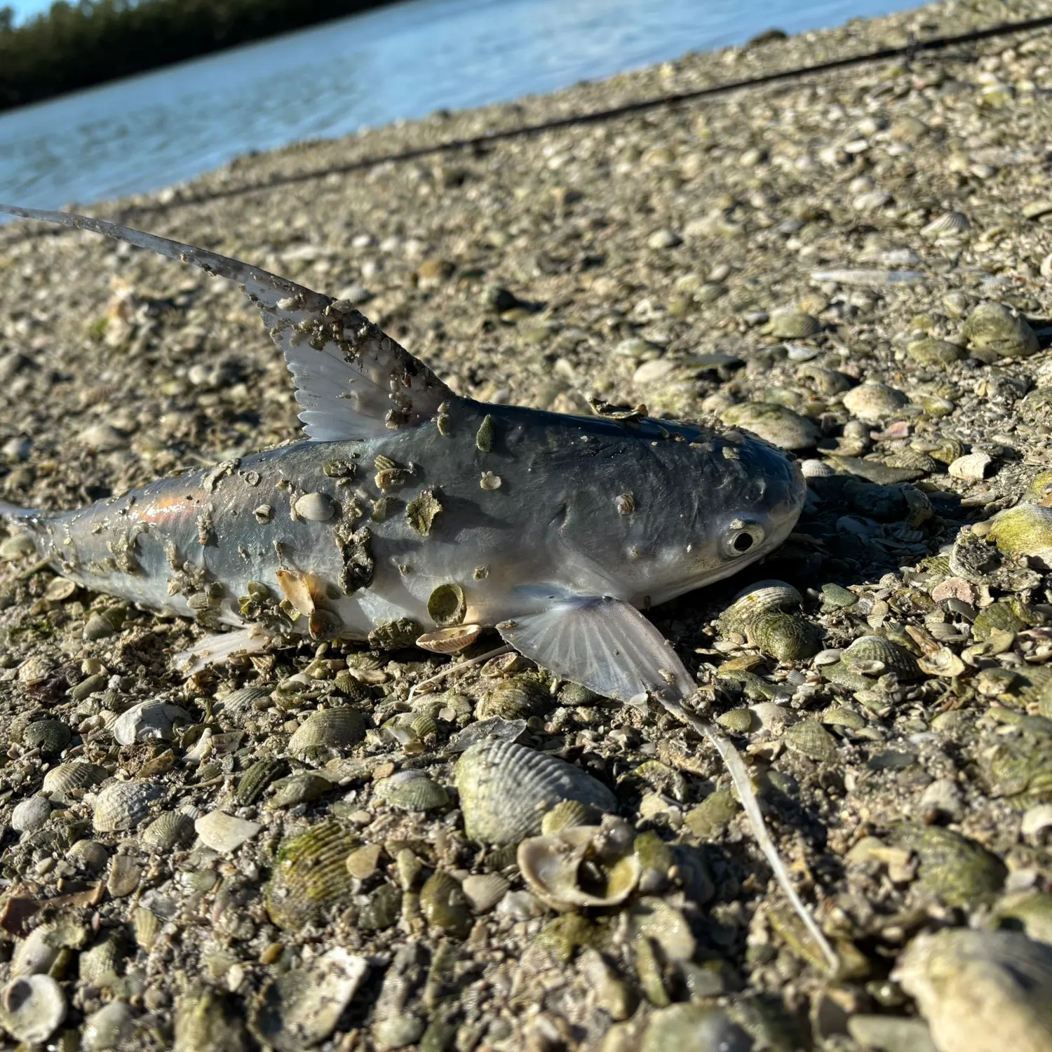 The most recent Gafftopsail sea catfish catches on Fishbrain