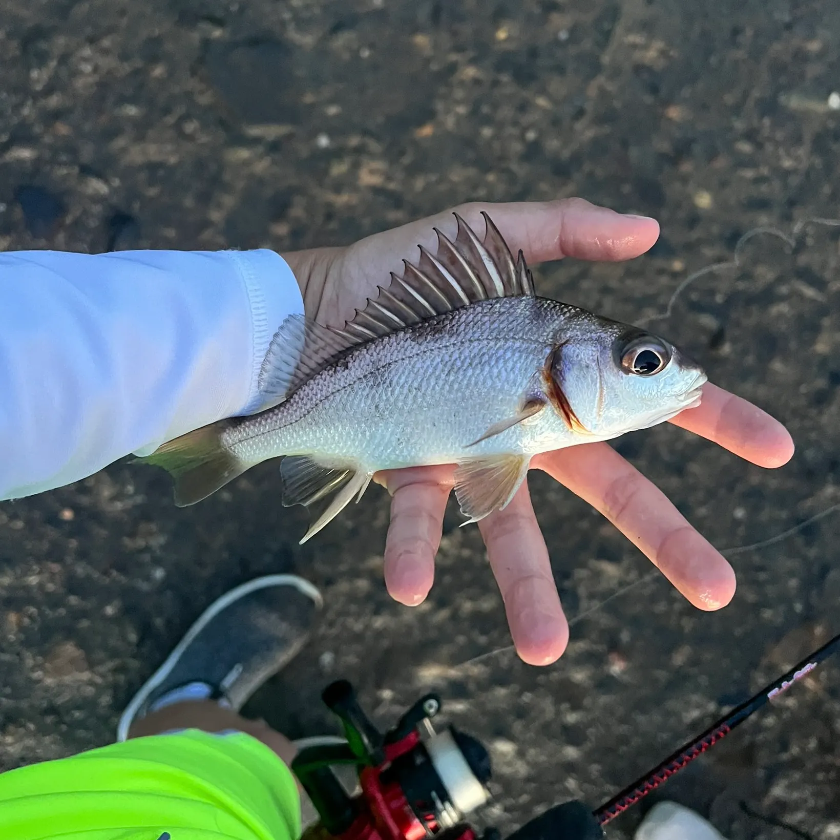 The most recent Sand-mover grunt catches on Fishbrain