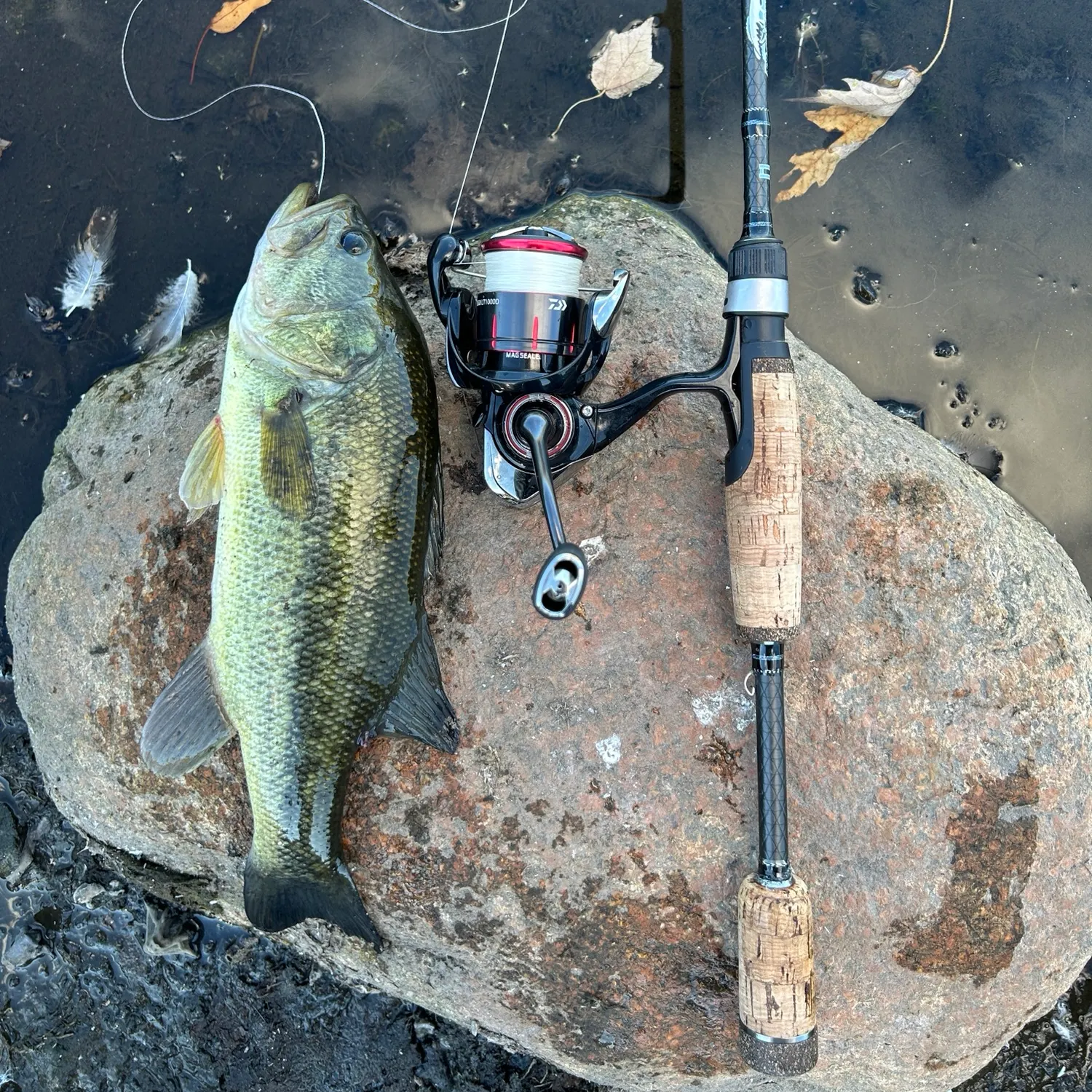 Largemouth bass caught on Fishbrain