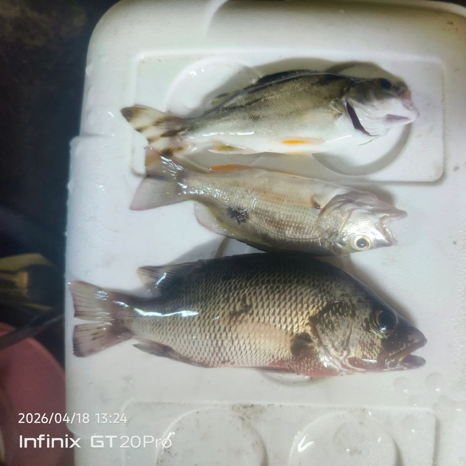 recently logged catches