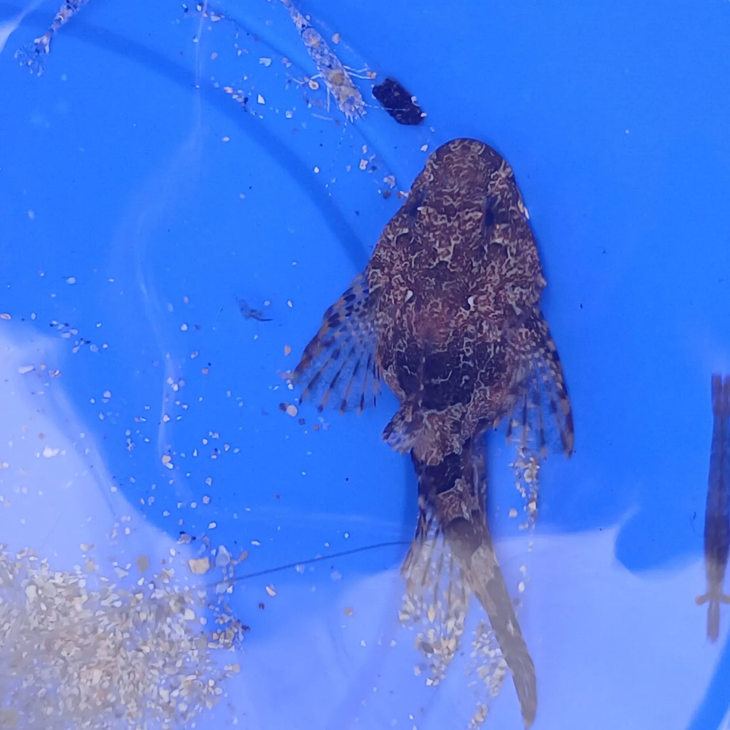 The most recent Spotted scorpionfish catches on Fishbrain