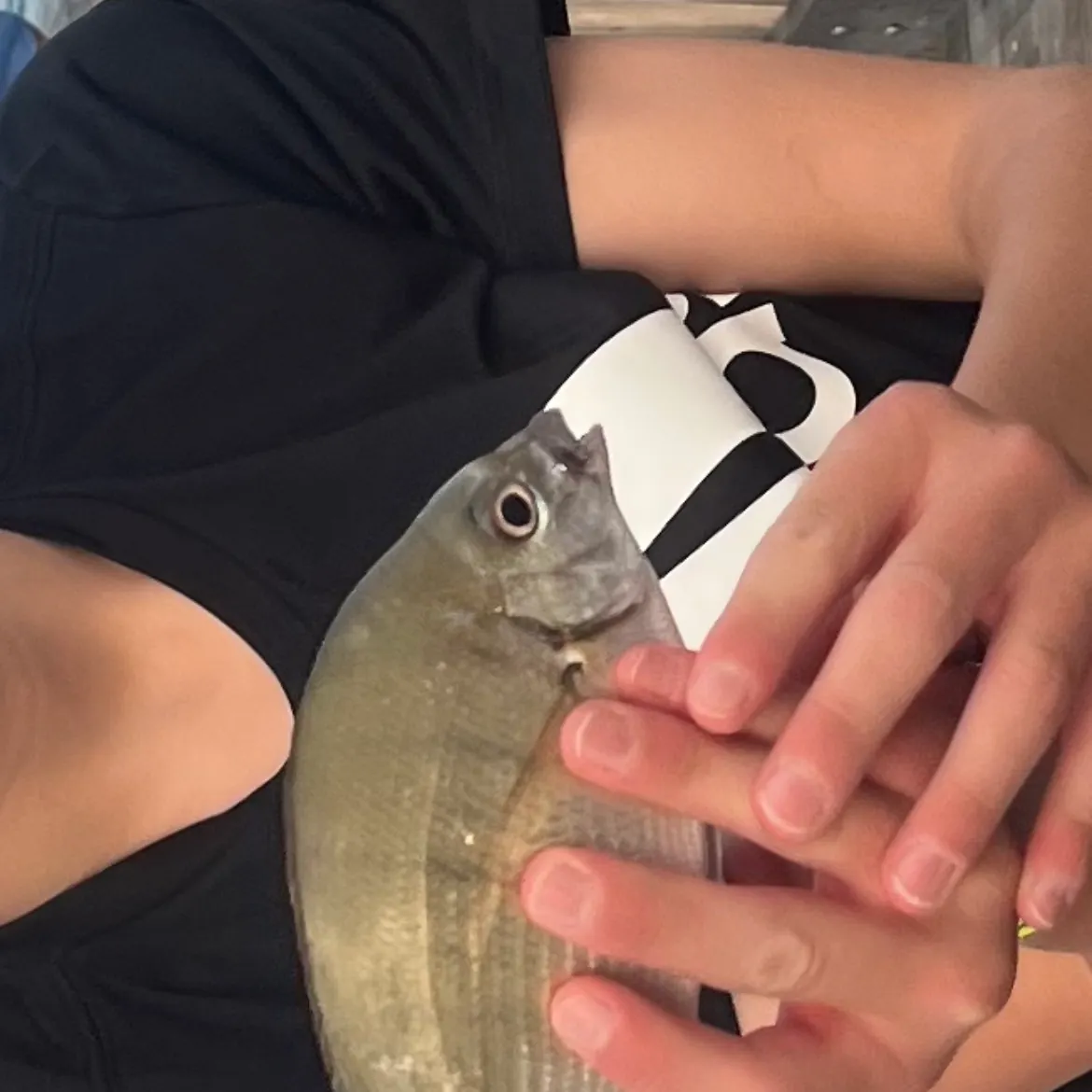 The most recent Spottail seabream catches on Fishbrain