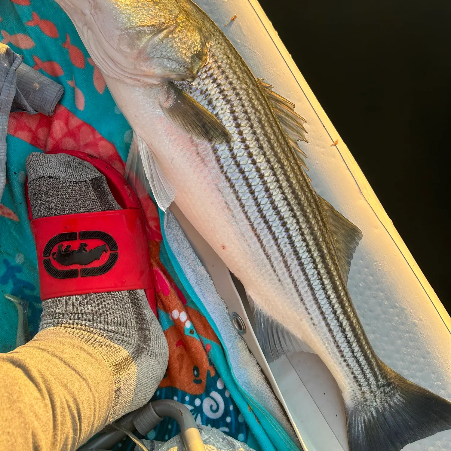 recently logged catches