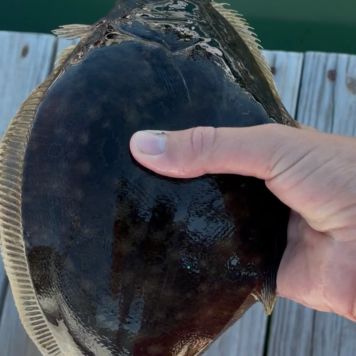 Summer flounder caught on Fishbrain