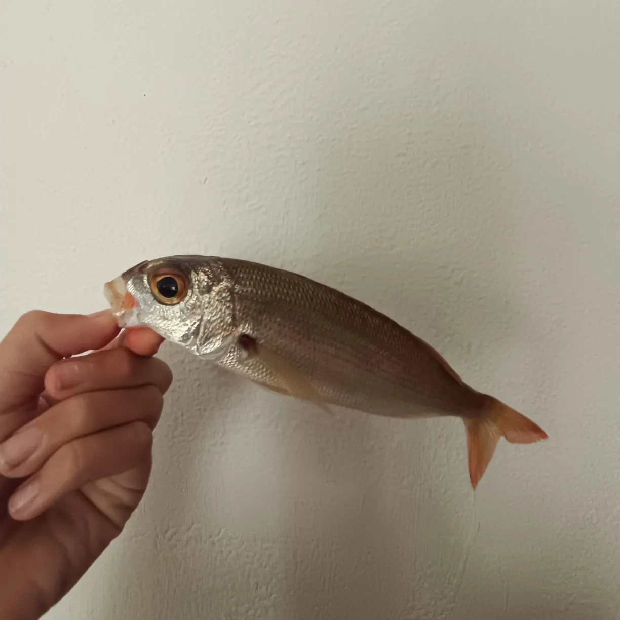 The most recent Axillary seabream catches on Fishbrain