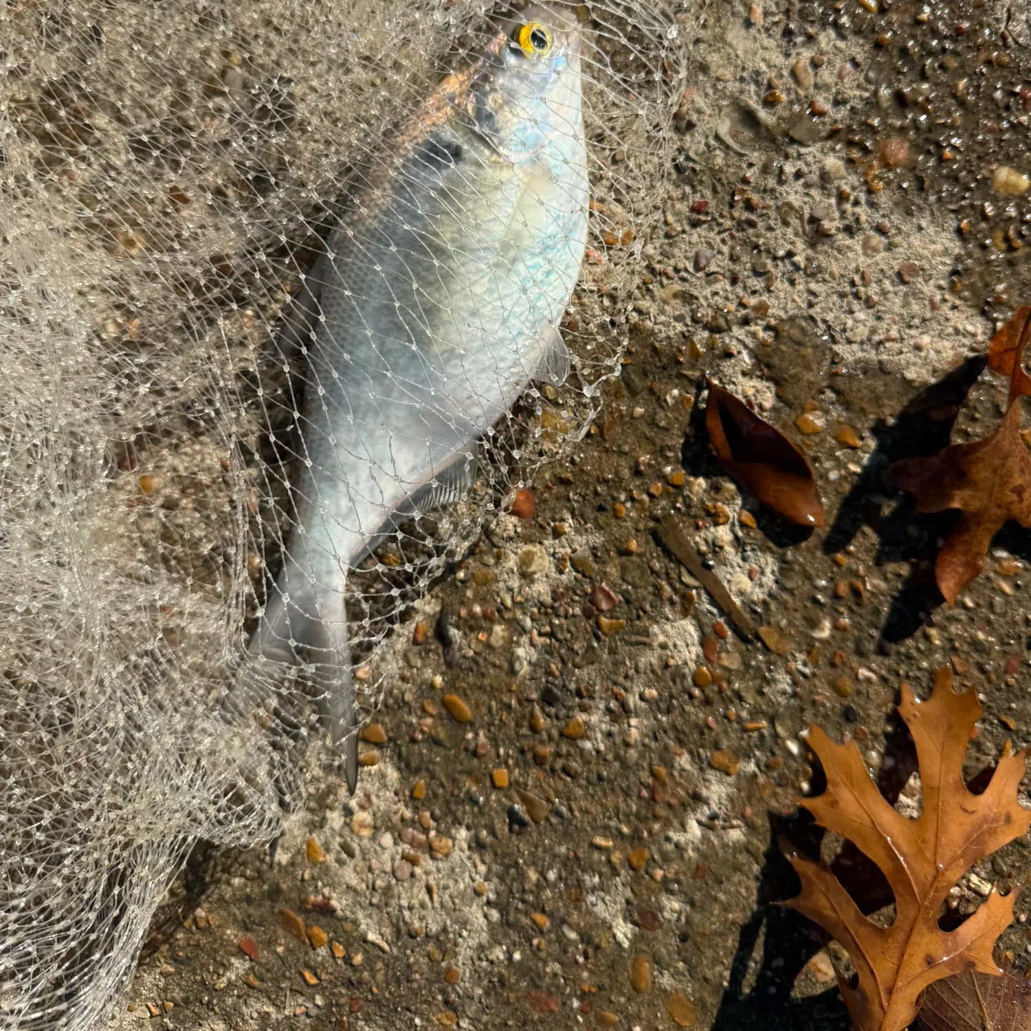The most recent American gizzard shad catches on Fishbrain