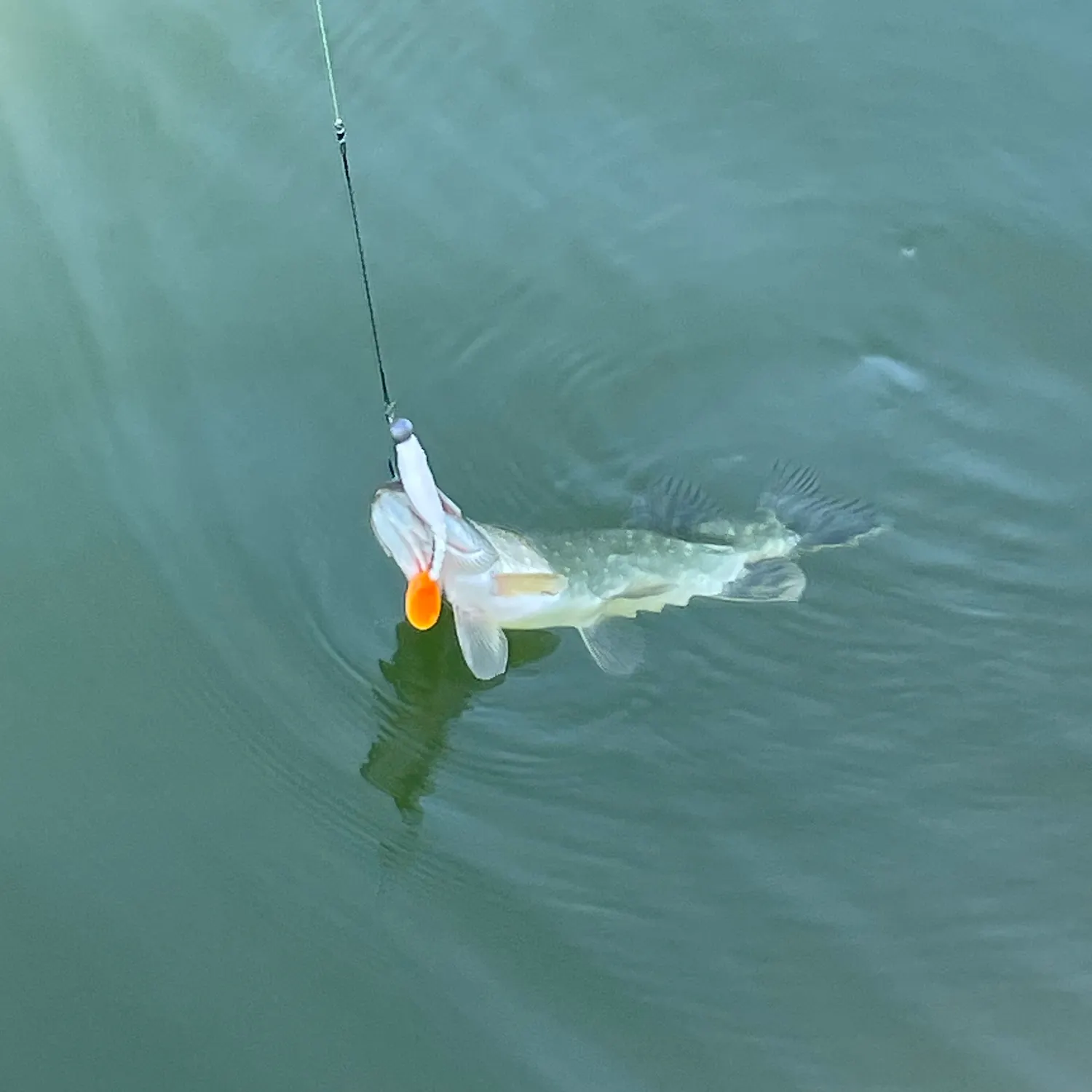 Northern pike caught on Fishbrain
