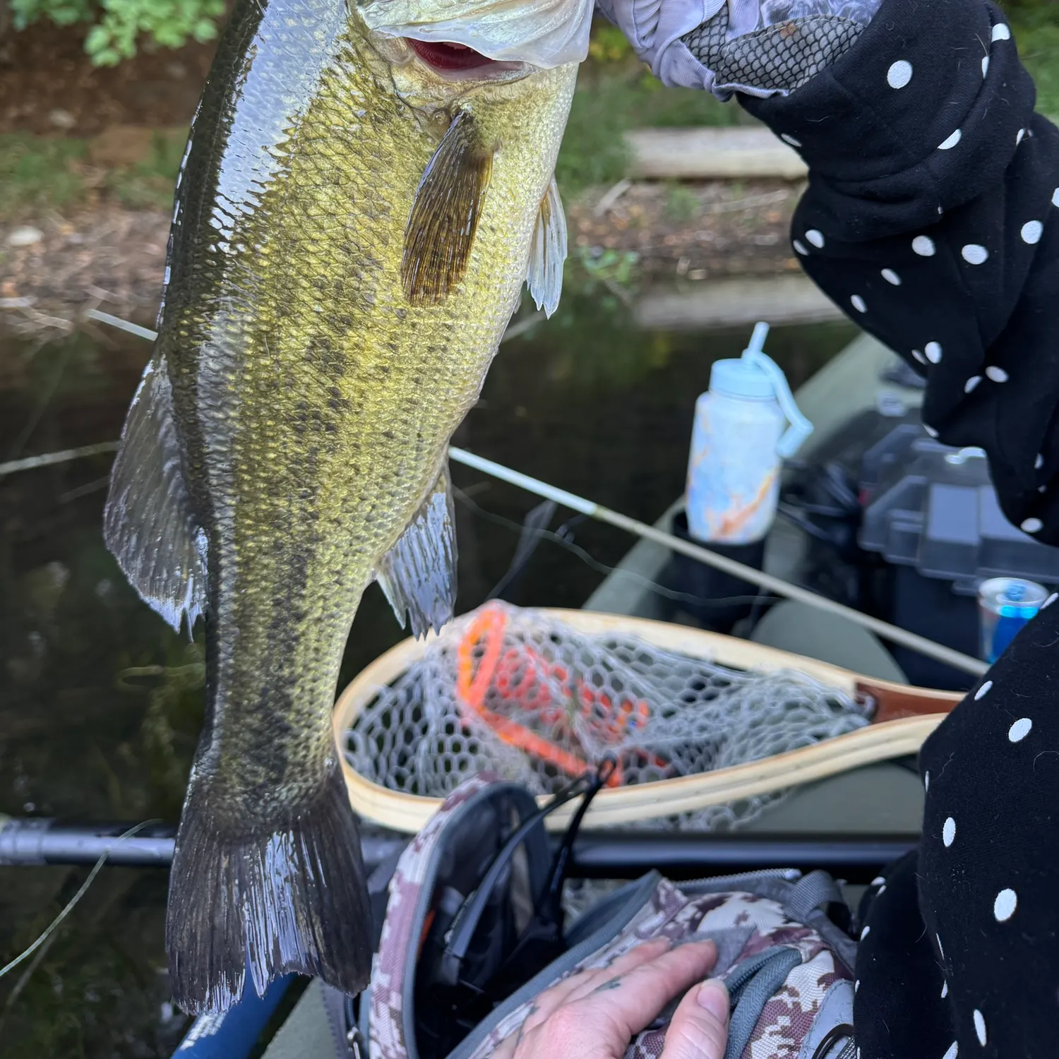 Largemouth bass caught on Fishbrain