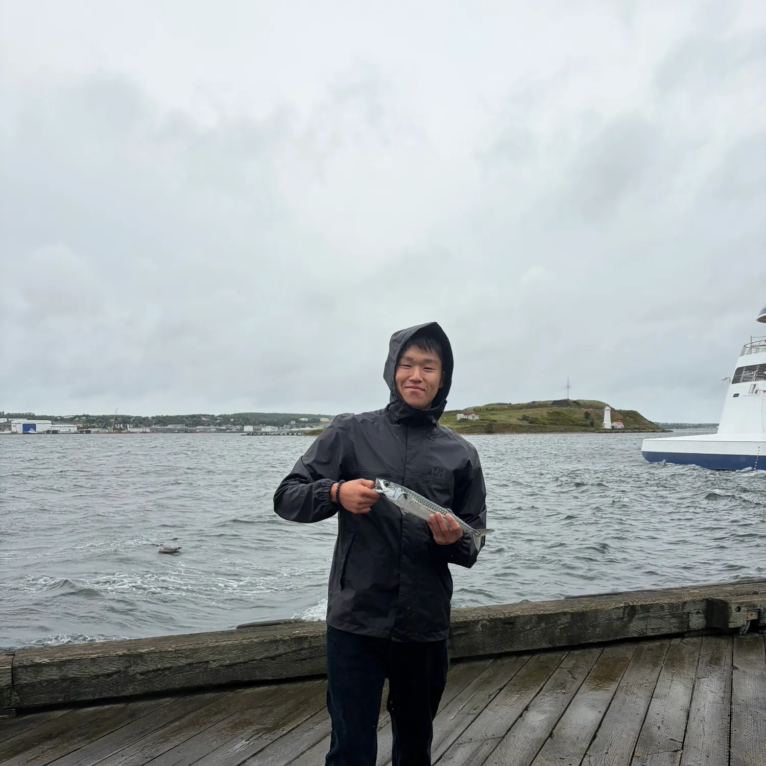 Atlantic mackerel caught on Fishbrain