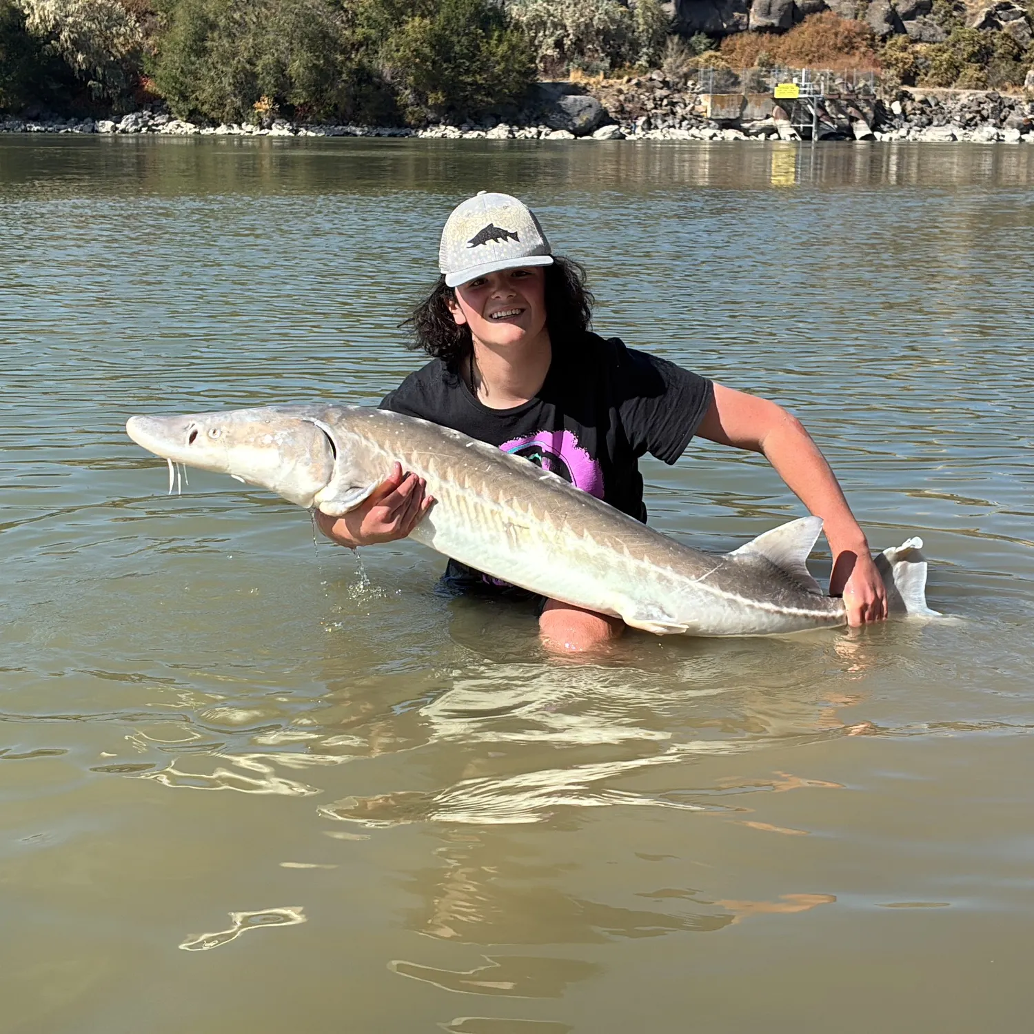White sturgeon caught on Fishbrain