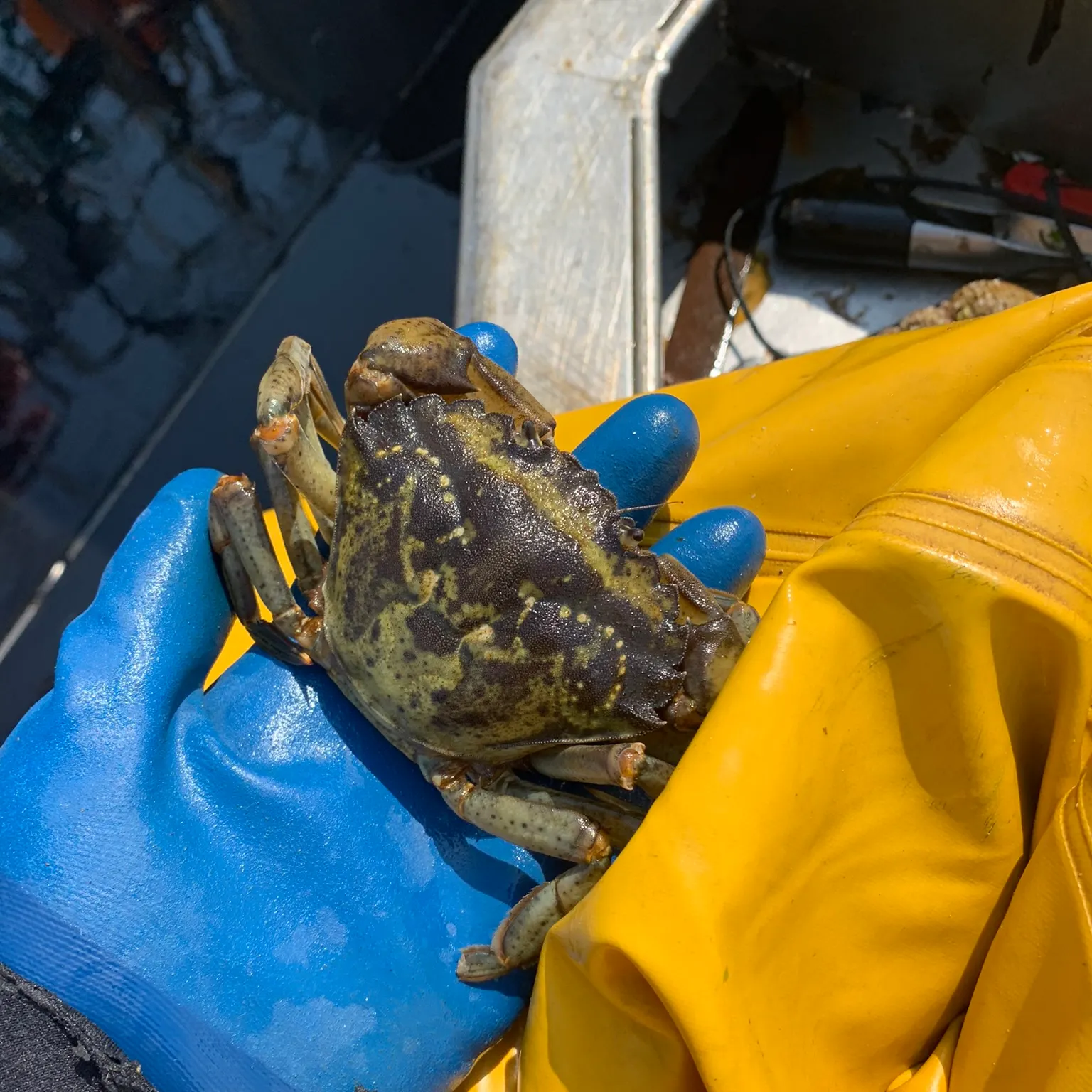 The most recent Green crab catches on Fishbrain