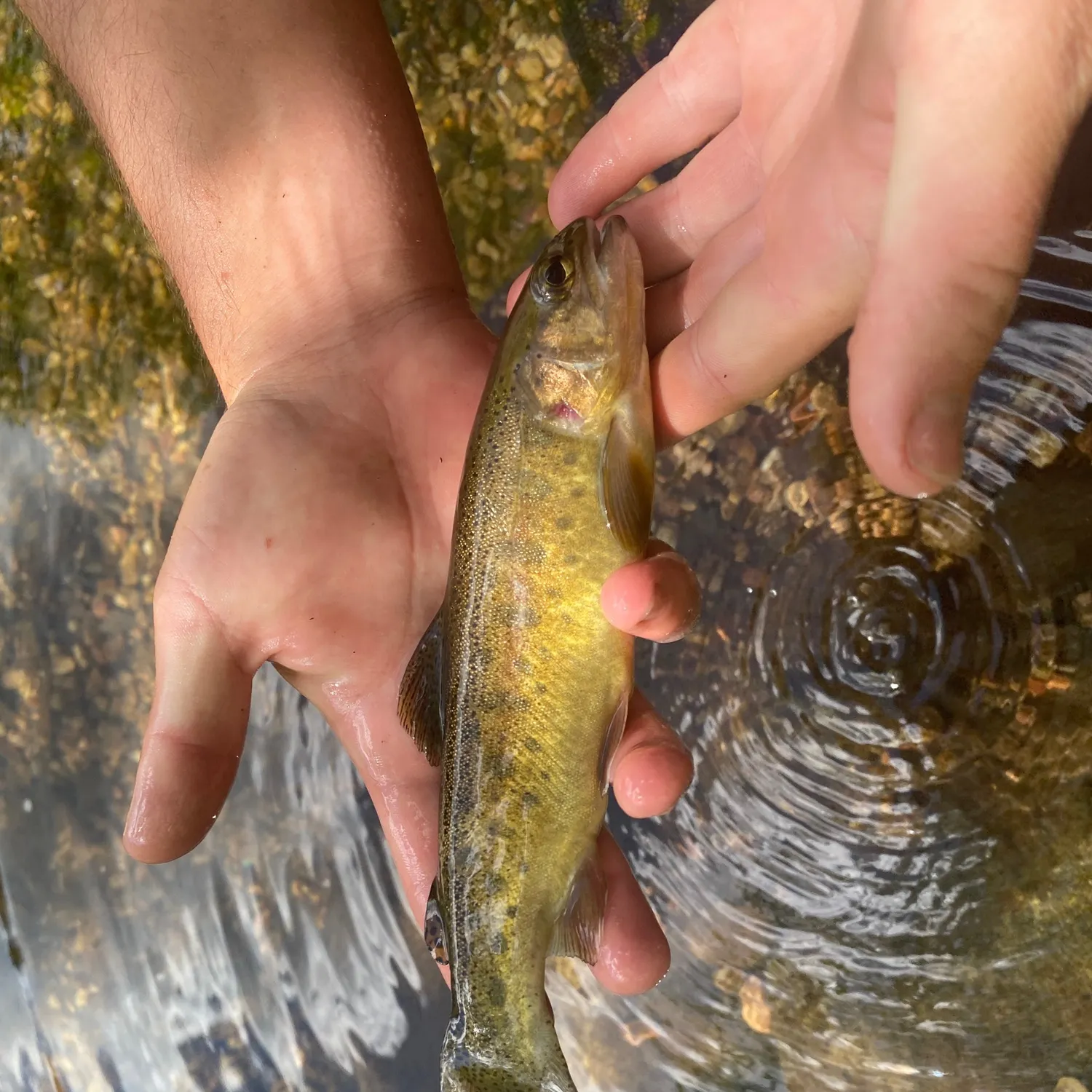 most liked catch image
