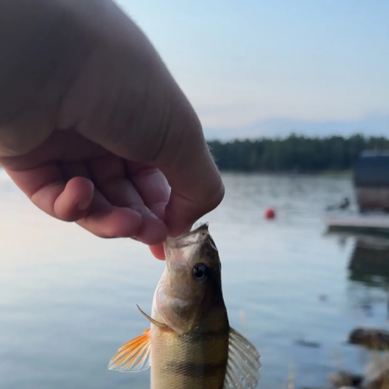 European perch caught on Fishbrain