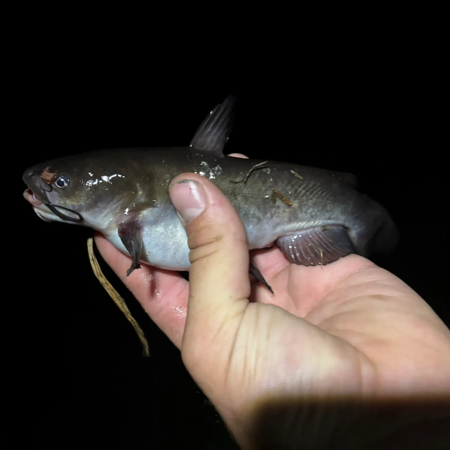 Black bullhead caught on Fishbrain