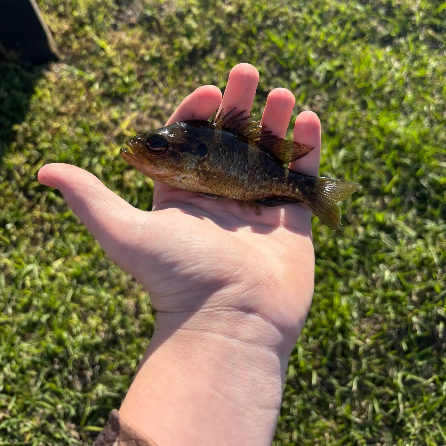 The most recent Redspotted sunfish catches on Fishbrain