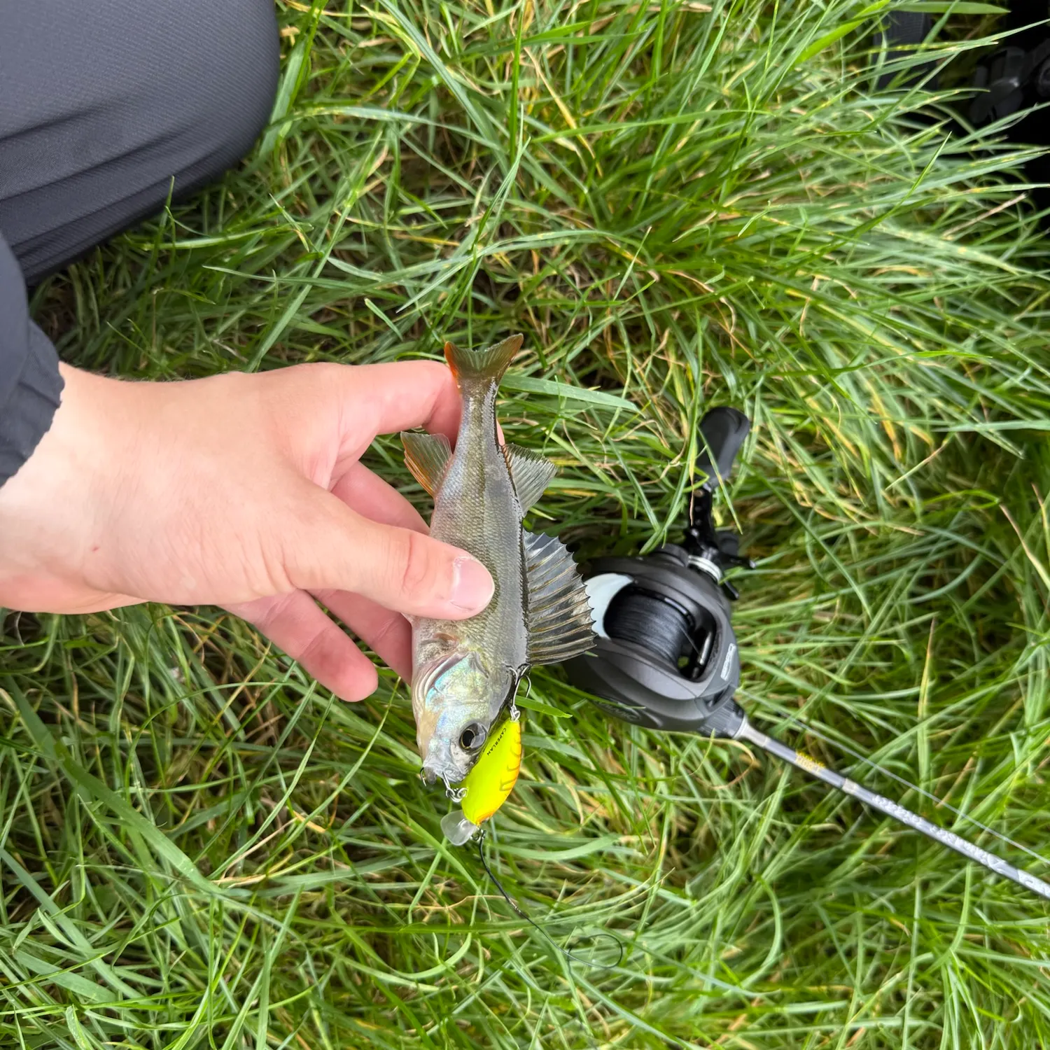 Fish caught on Fishbrain