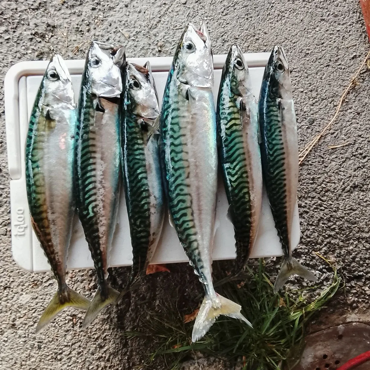 Atlantic mackerel caught on Fishbrain