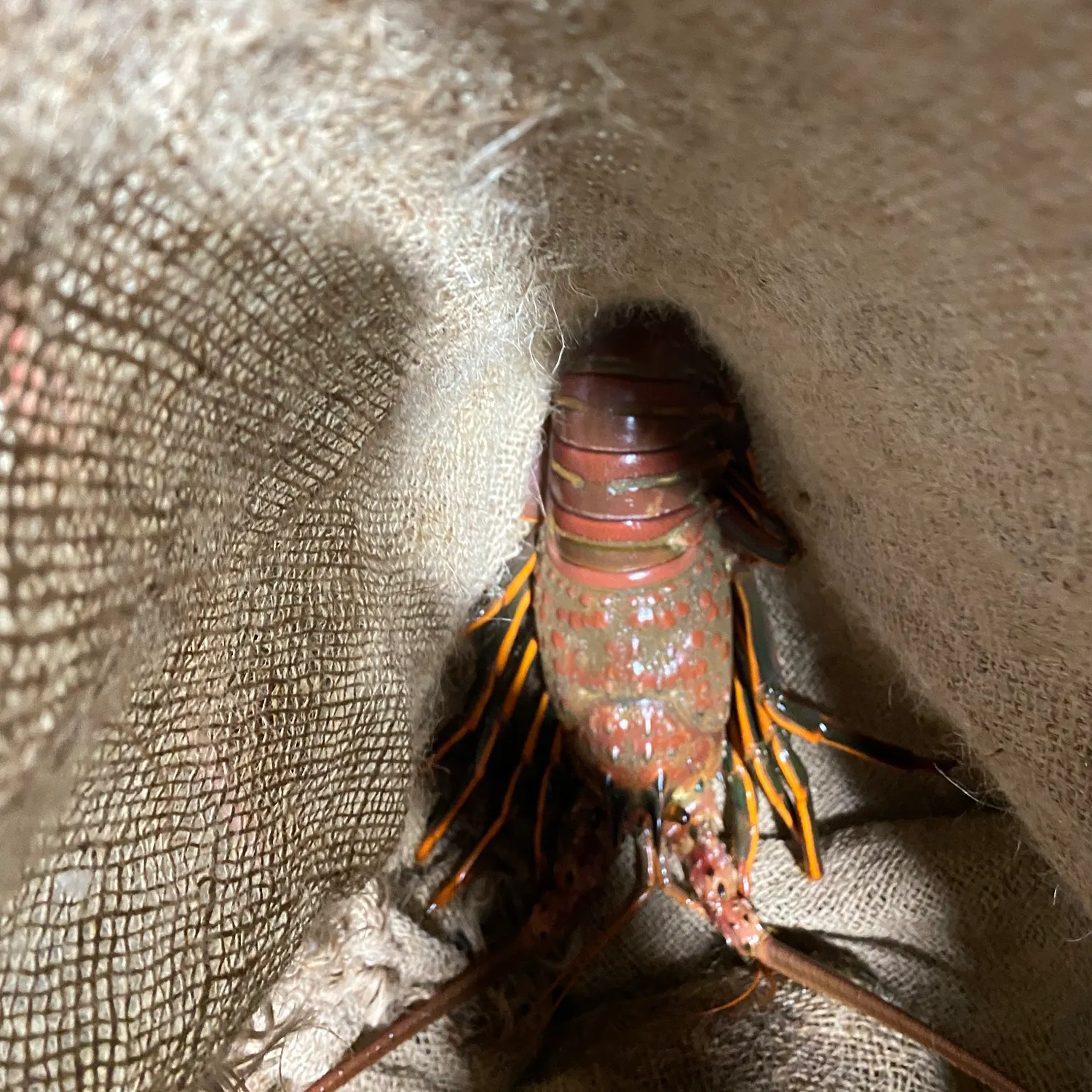 The most recent California spiny lobster catches on Fishbrain