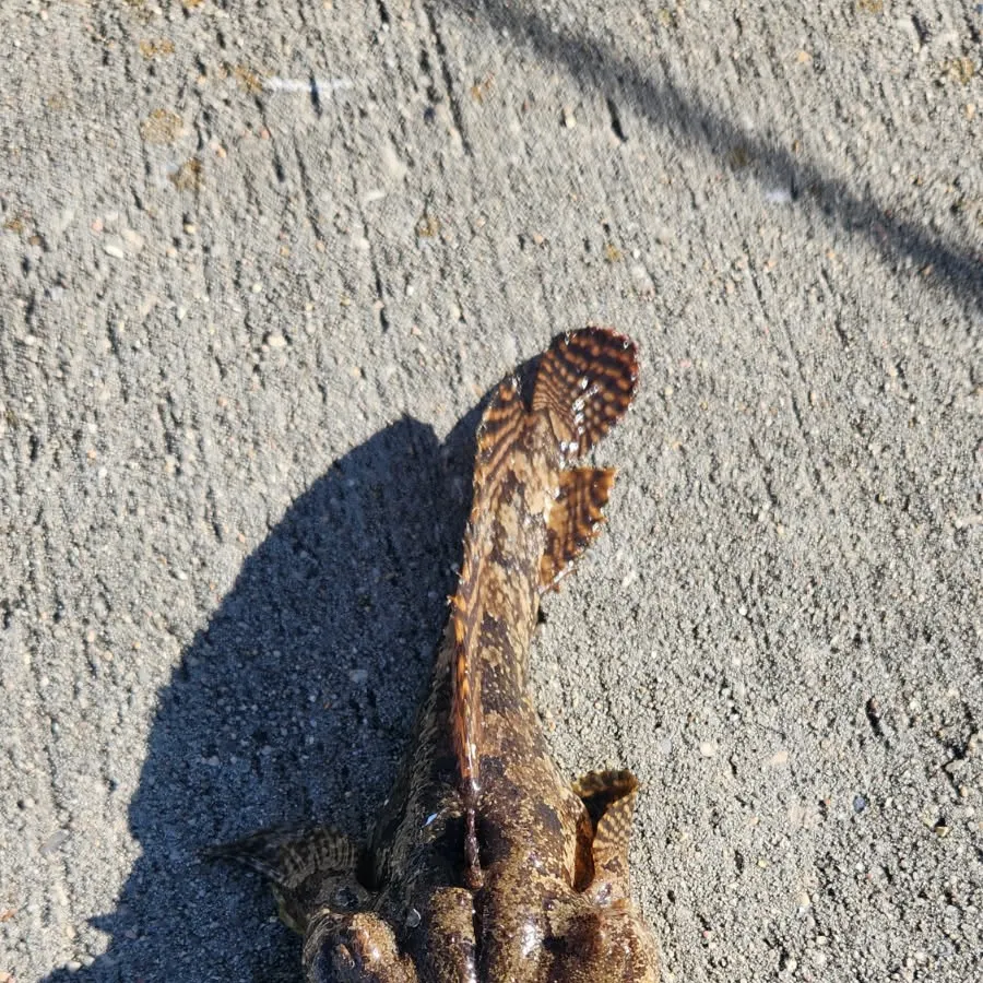 The most recent Gulf toadfish catches on Fishbrain