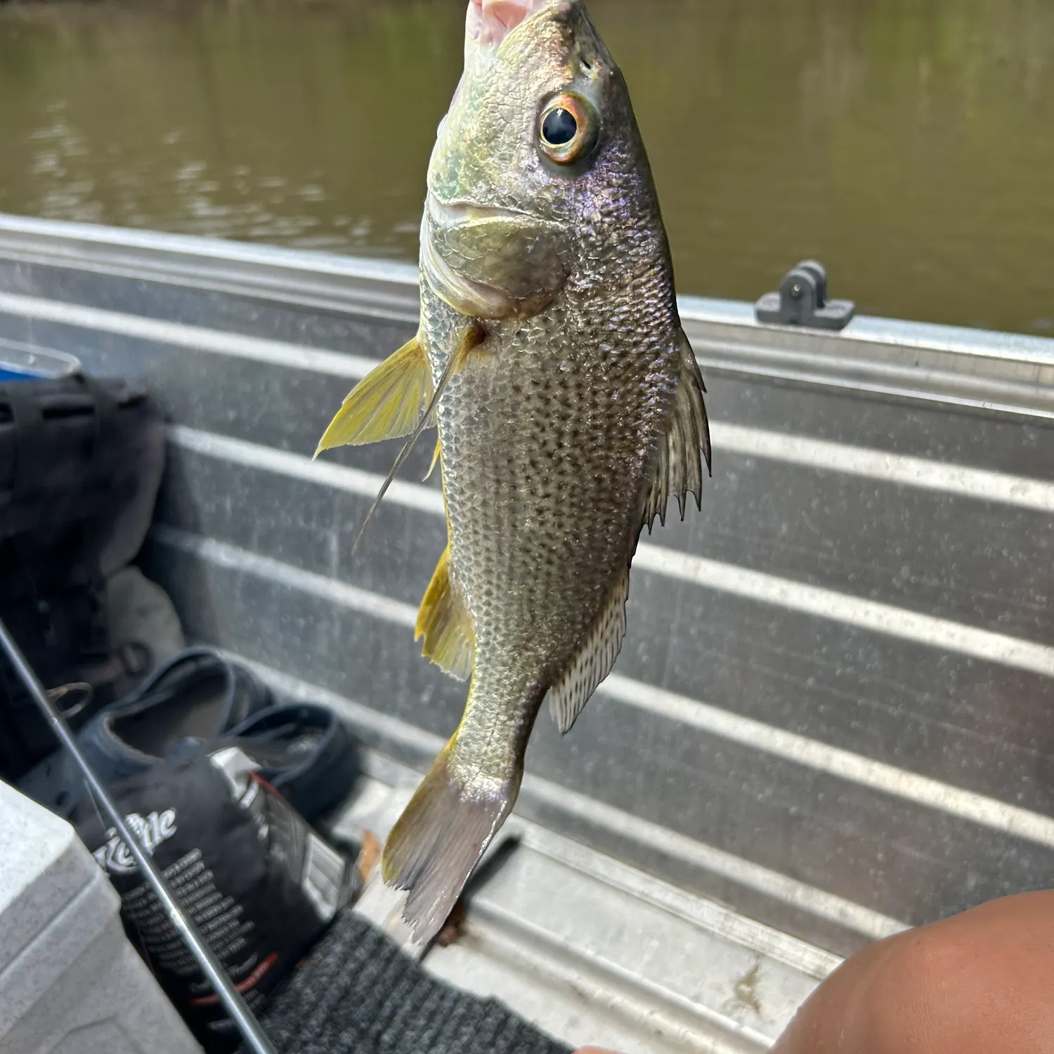 The most recent Javelin grunter catches on Fishbrain