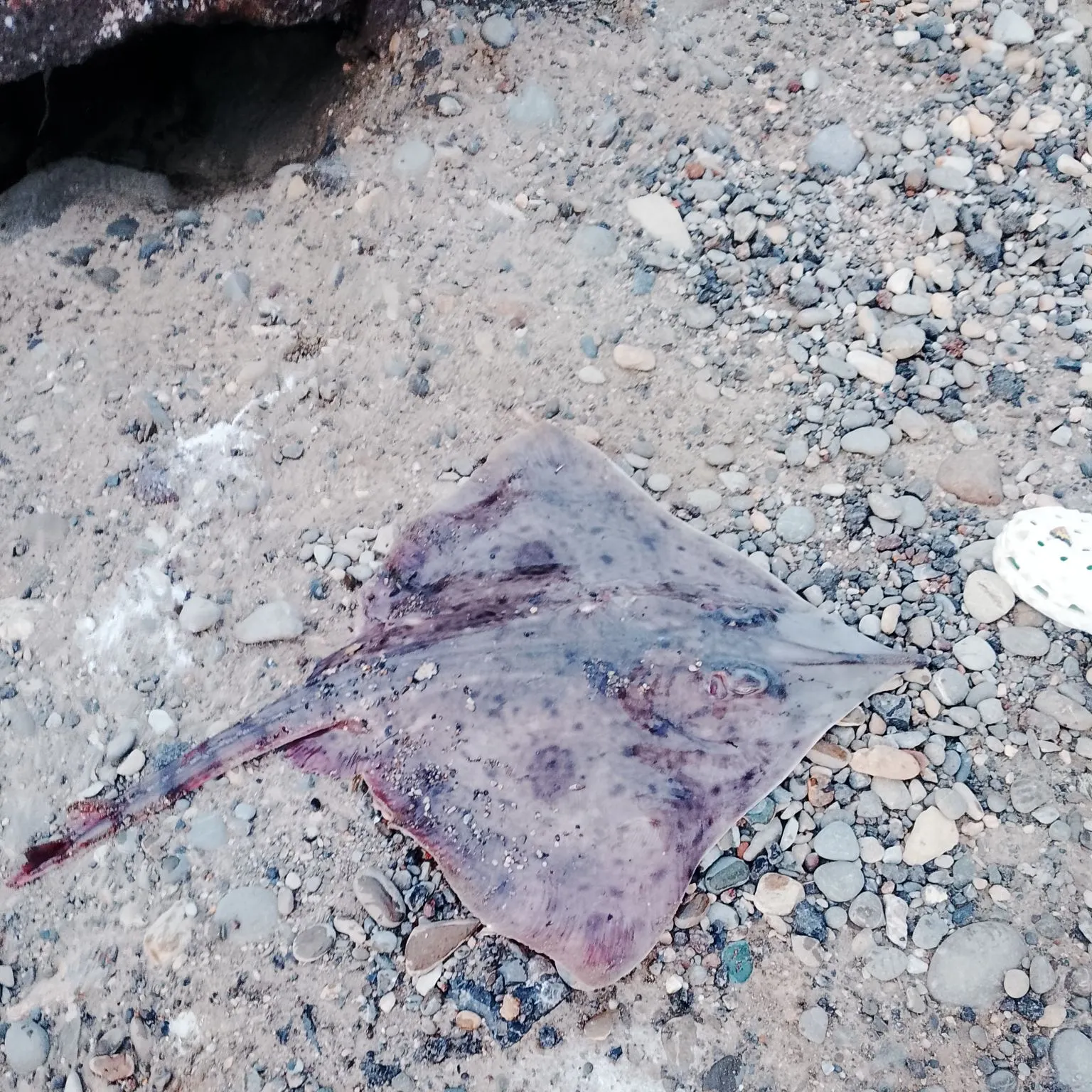 Bottlenosed skate caught on Fishbrain
