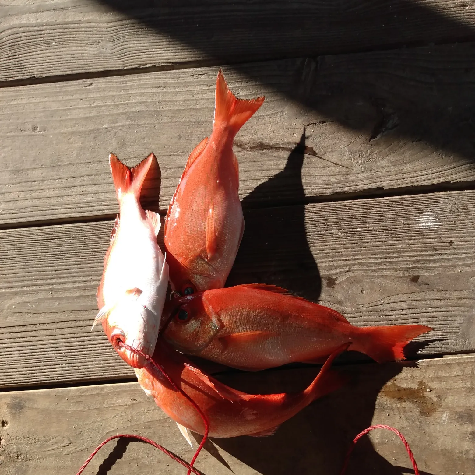 recently logged catches