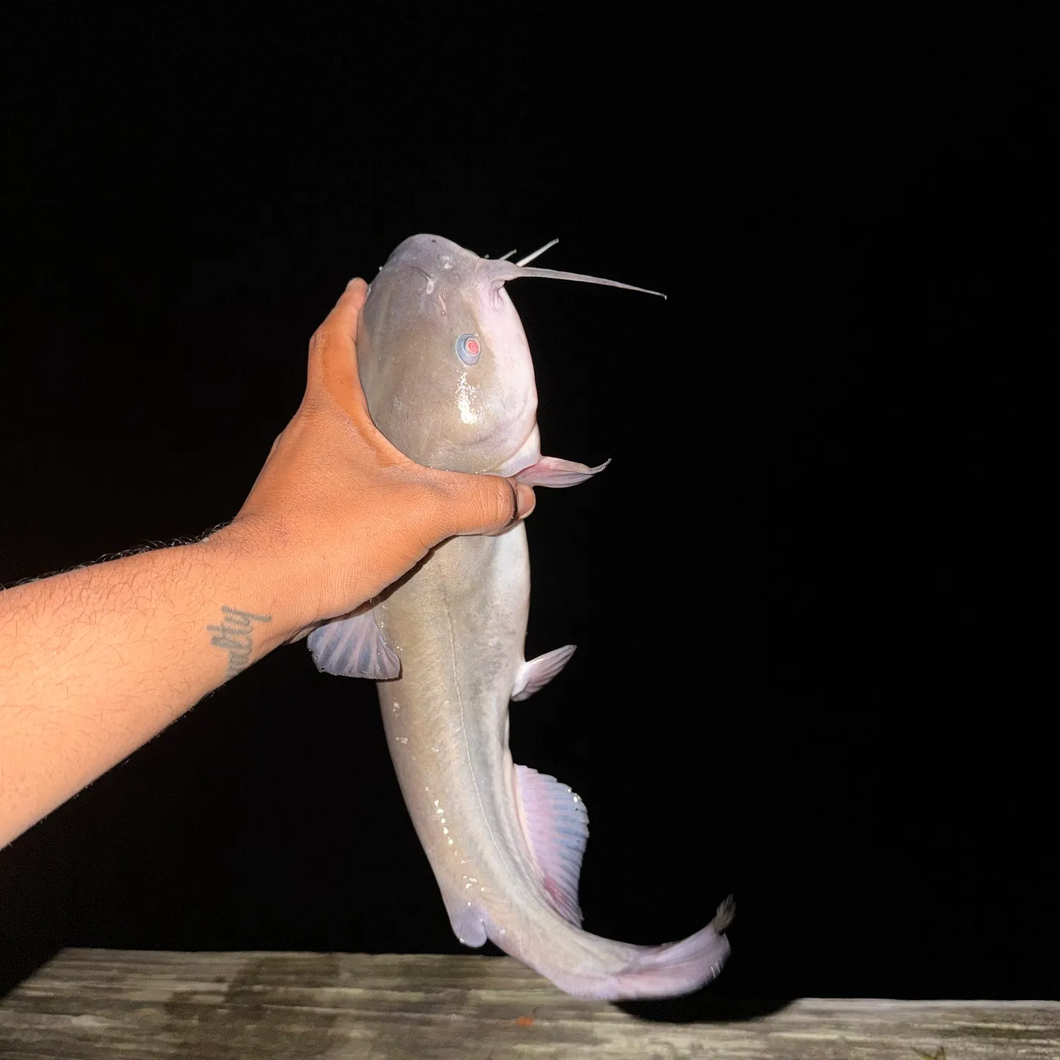 Fish caught on Fishbrain