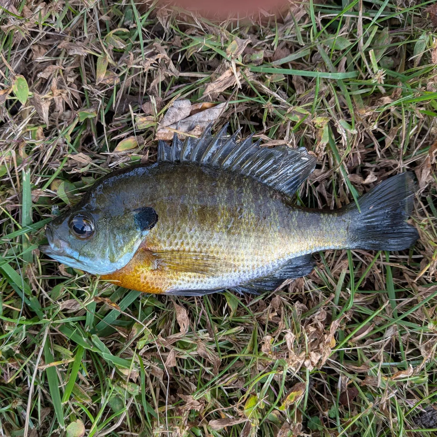 Bluegill caught on Fishbrain