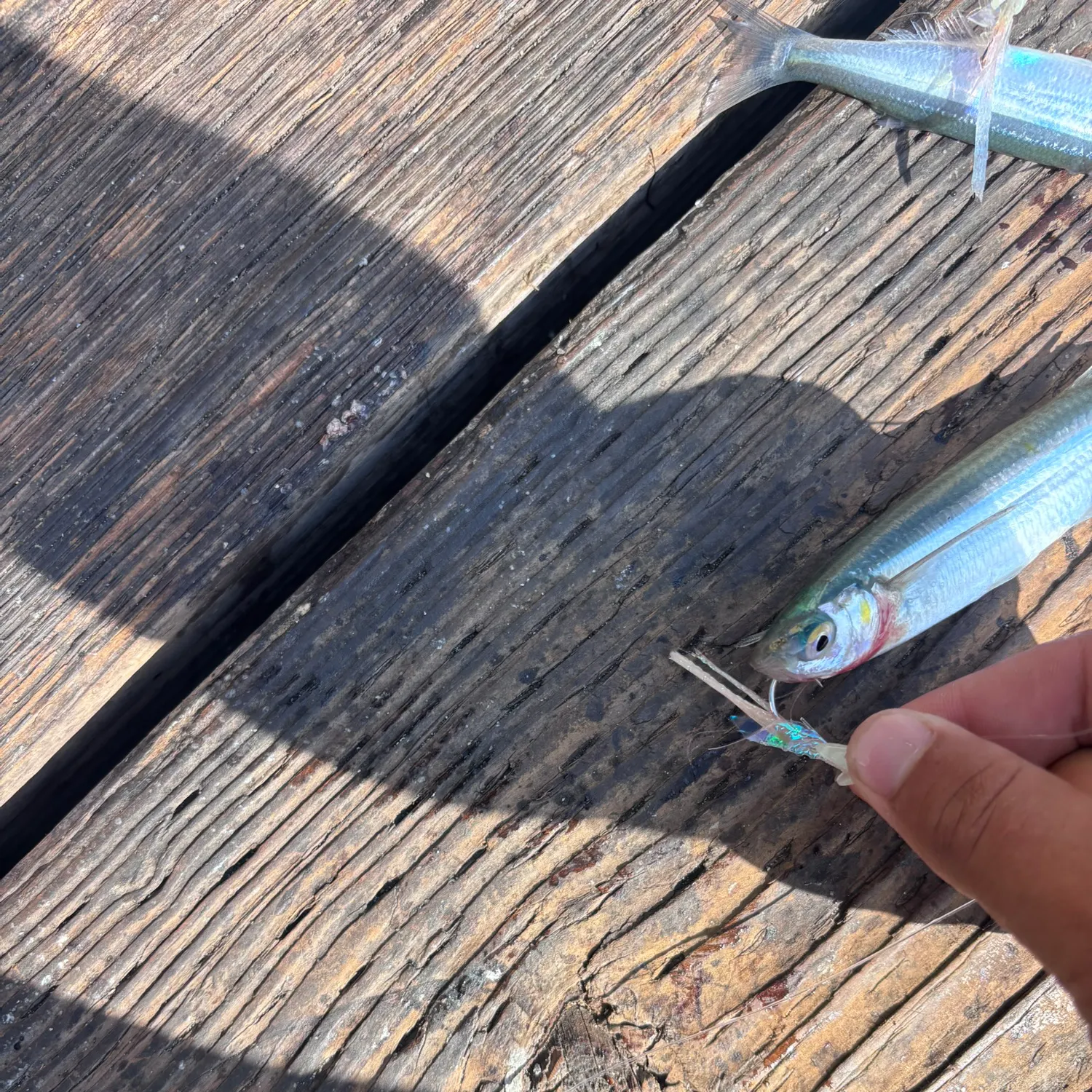 The most recent Topsmelt silverside catches on Fishbrain