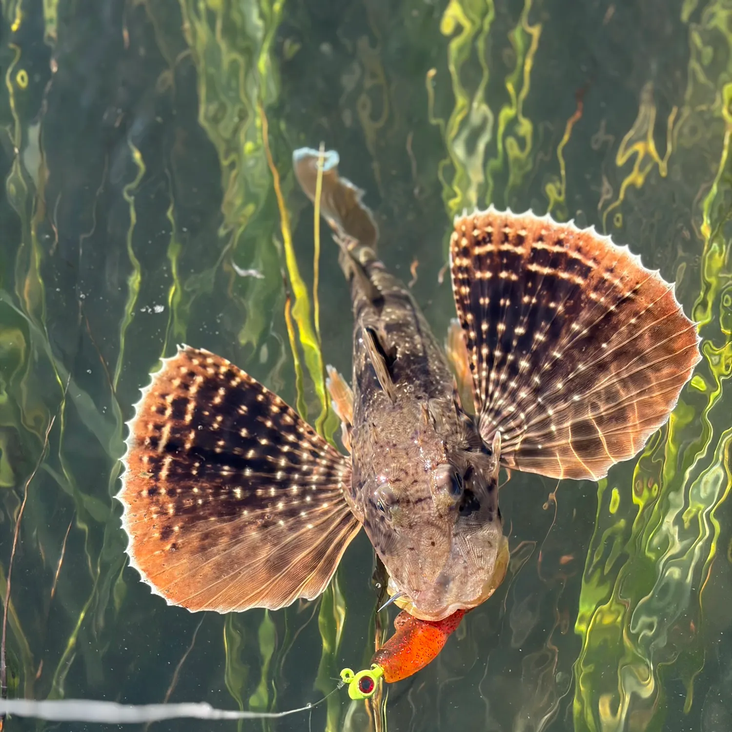 Striped searobin caught on Fishbrain