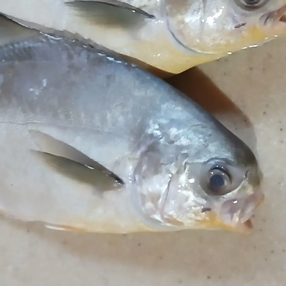 Florida pompano caught on Fishbrain