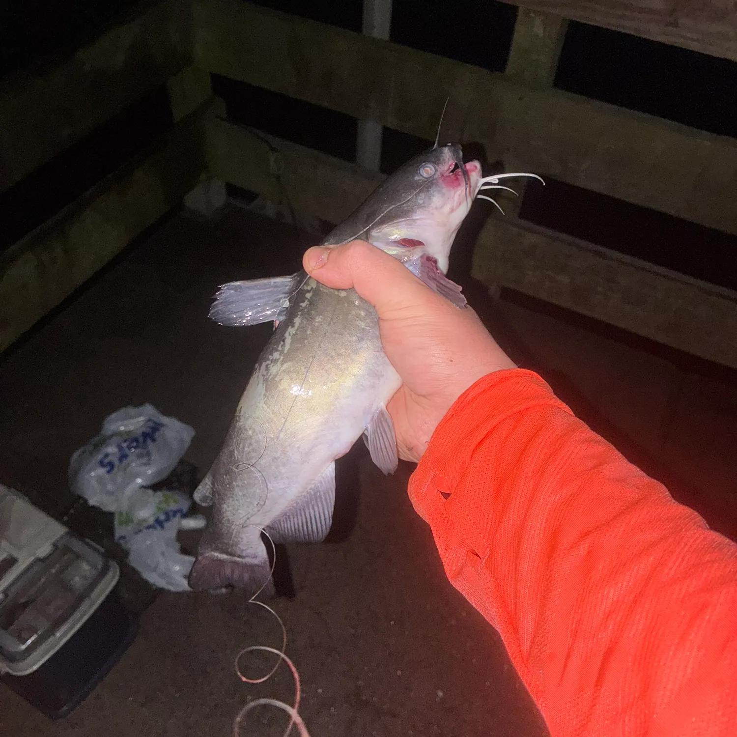 White bullhead caught on Fishbrain
