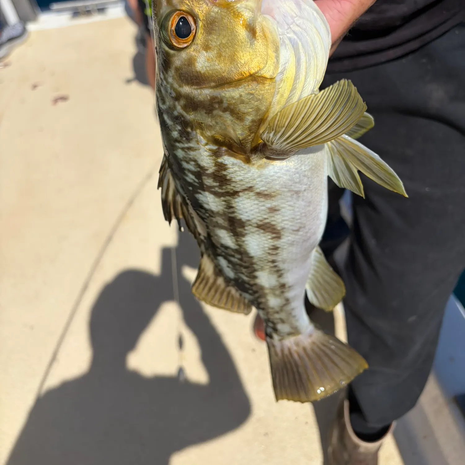 Kelp bass caught on Fishbrain