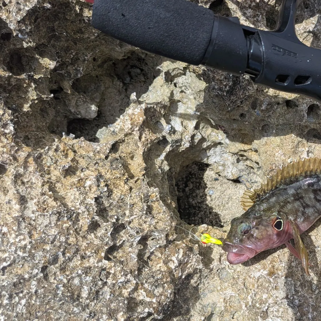 The most recent Hairy blenny catches on Fishbrain